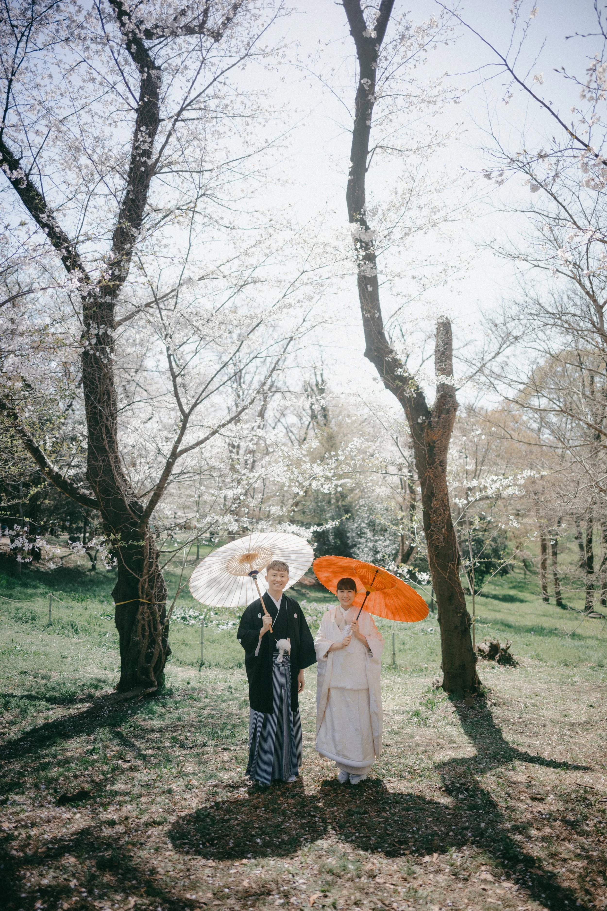 A young couple in traditional Japanese attire standing outdoors under blooming cherry blossom trees, holding parasols.