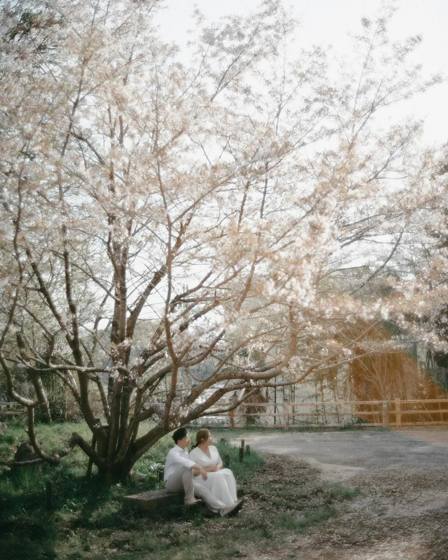 .
「櫻花綻放，種子萌芽，希望的季節。」
&hellip;&hellip;&hellip;&hellip;&hellip;&hellip;&hellip;&hellip;&hellip;&hellip;&hellip;&hellip;&hellip;&hellip;&hellip;&hellip;&hellip;&hellip;&hellip;&hellip;&hellip;&hellip;&hellip;&hellip;&hellip;&hellip;&hellip;&hellip;&hell