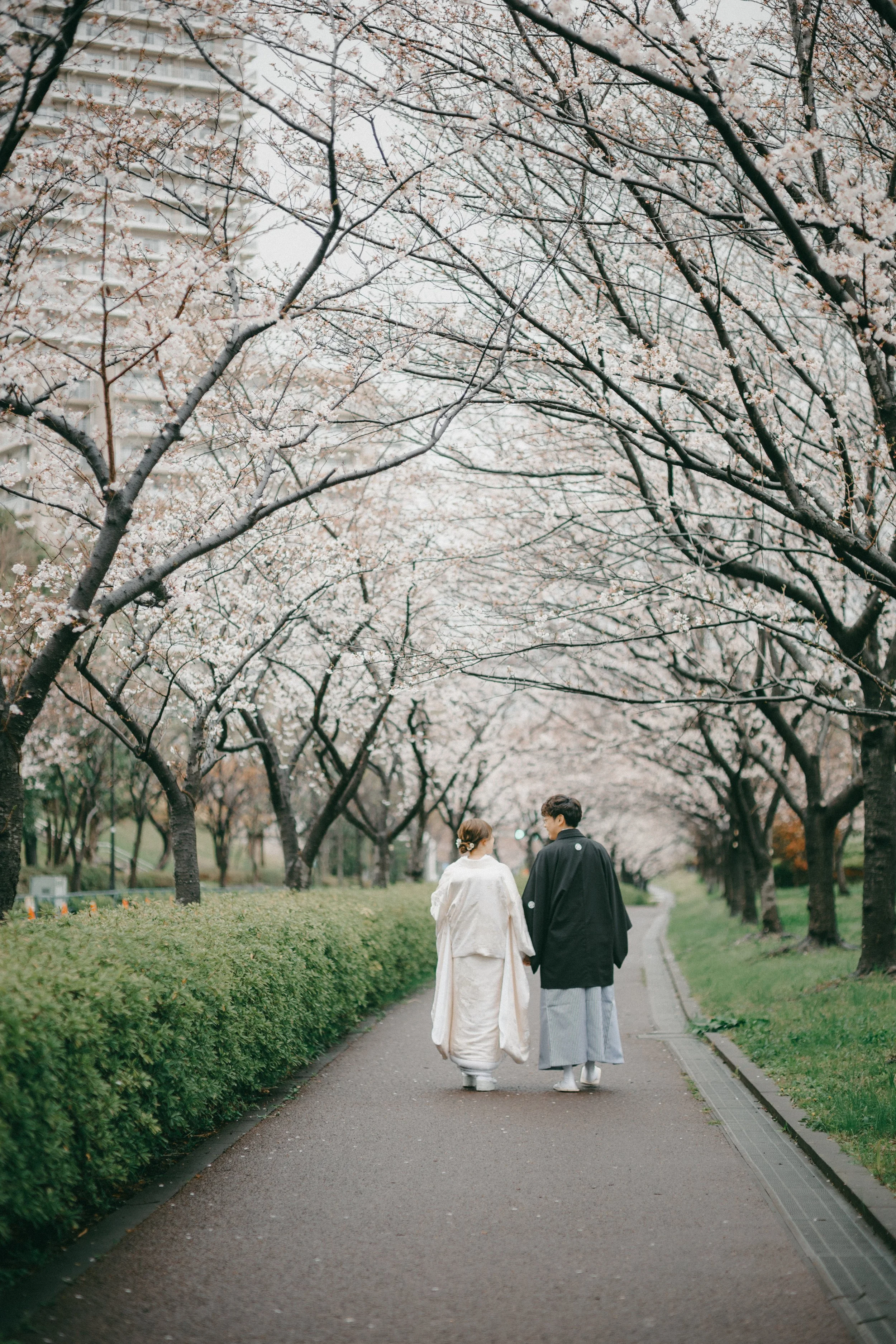 A couple dressed in traditional Japanese wedding attire walking hand-in-hand under blooming cherry blossom trees along a pathway.