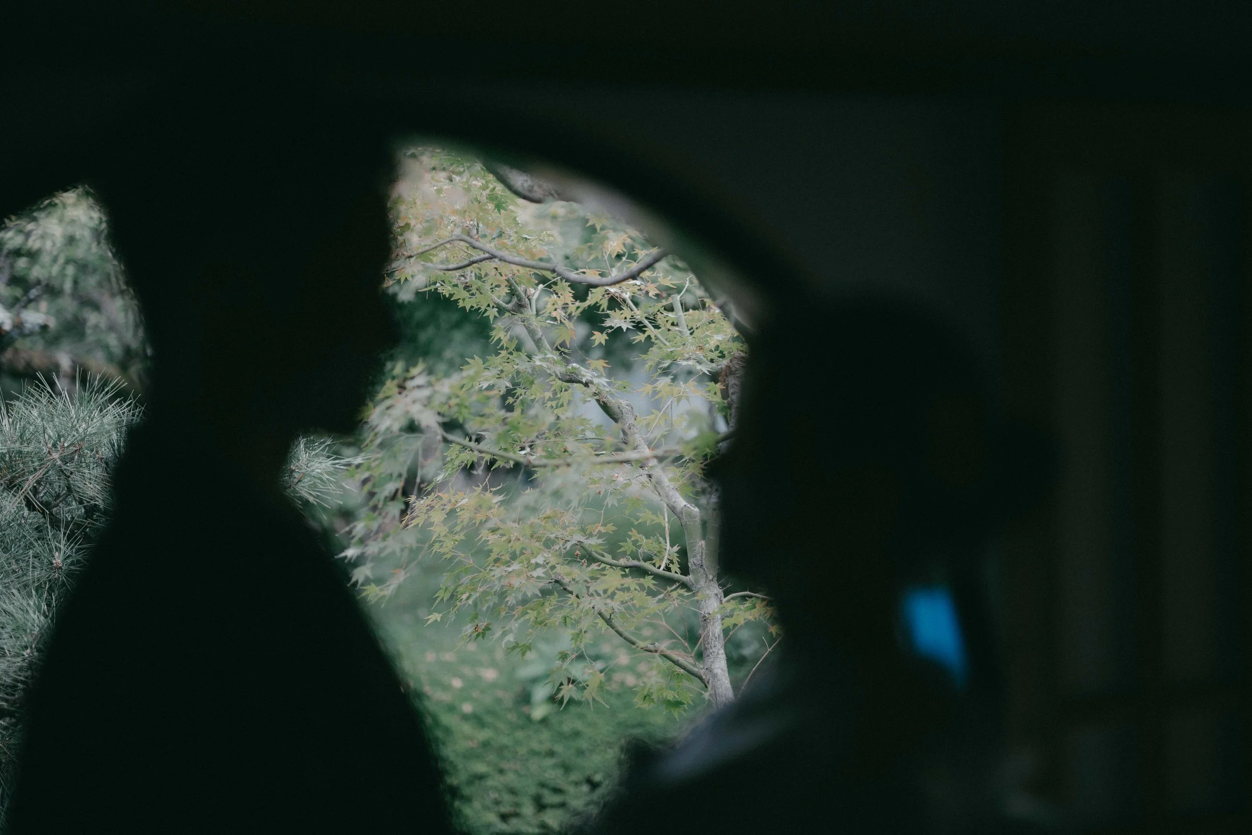 View of a garden through a person's binoculars, showing green leaves and branches of trees.