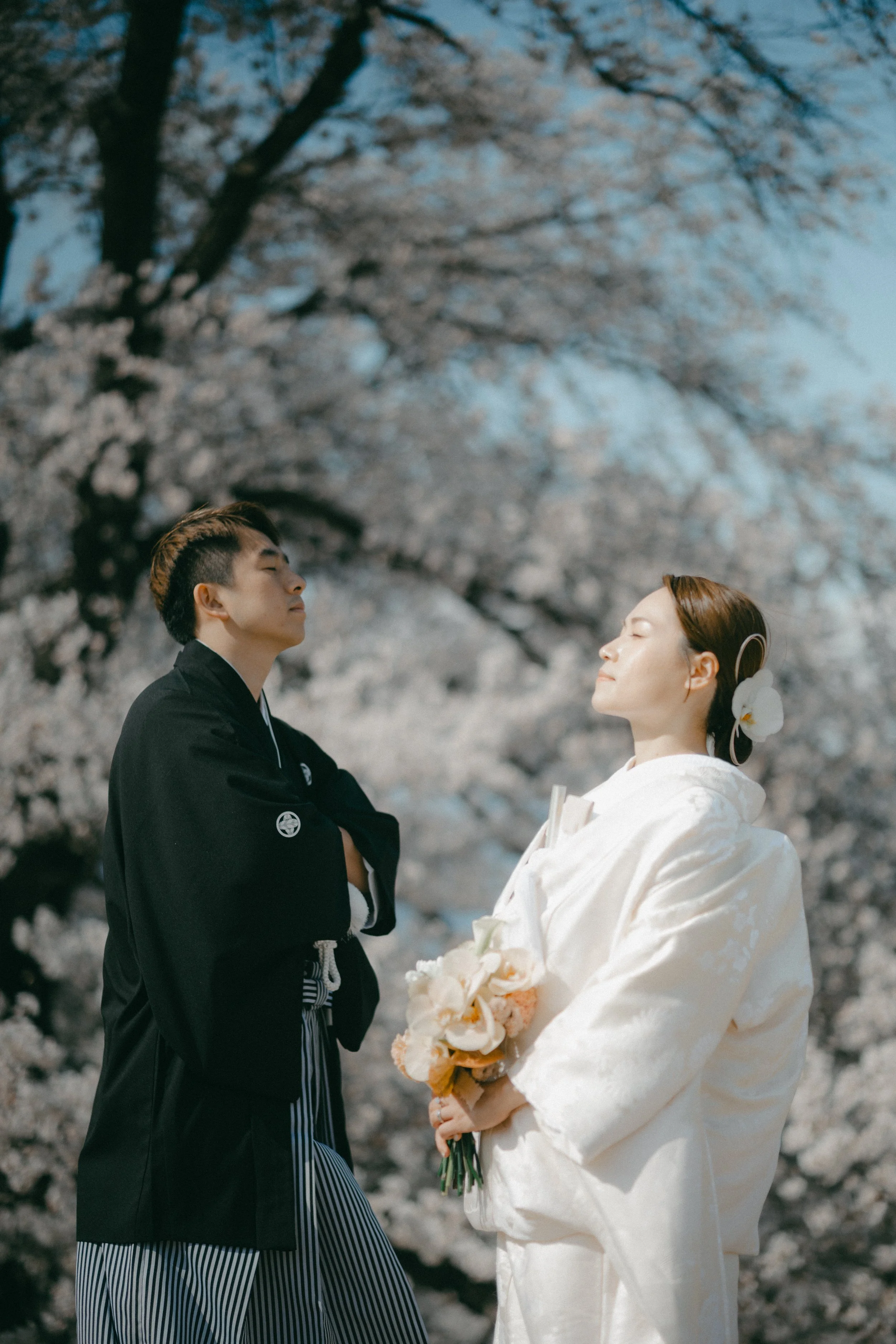 A couple dressed in traditional Japanese wedding attire stands facing each other outdoors with cherry blossom trees in full bloom behind them.