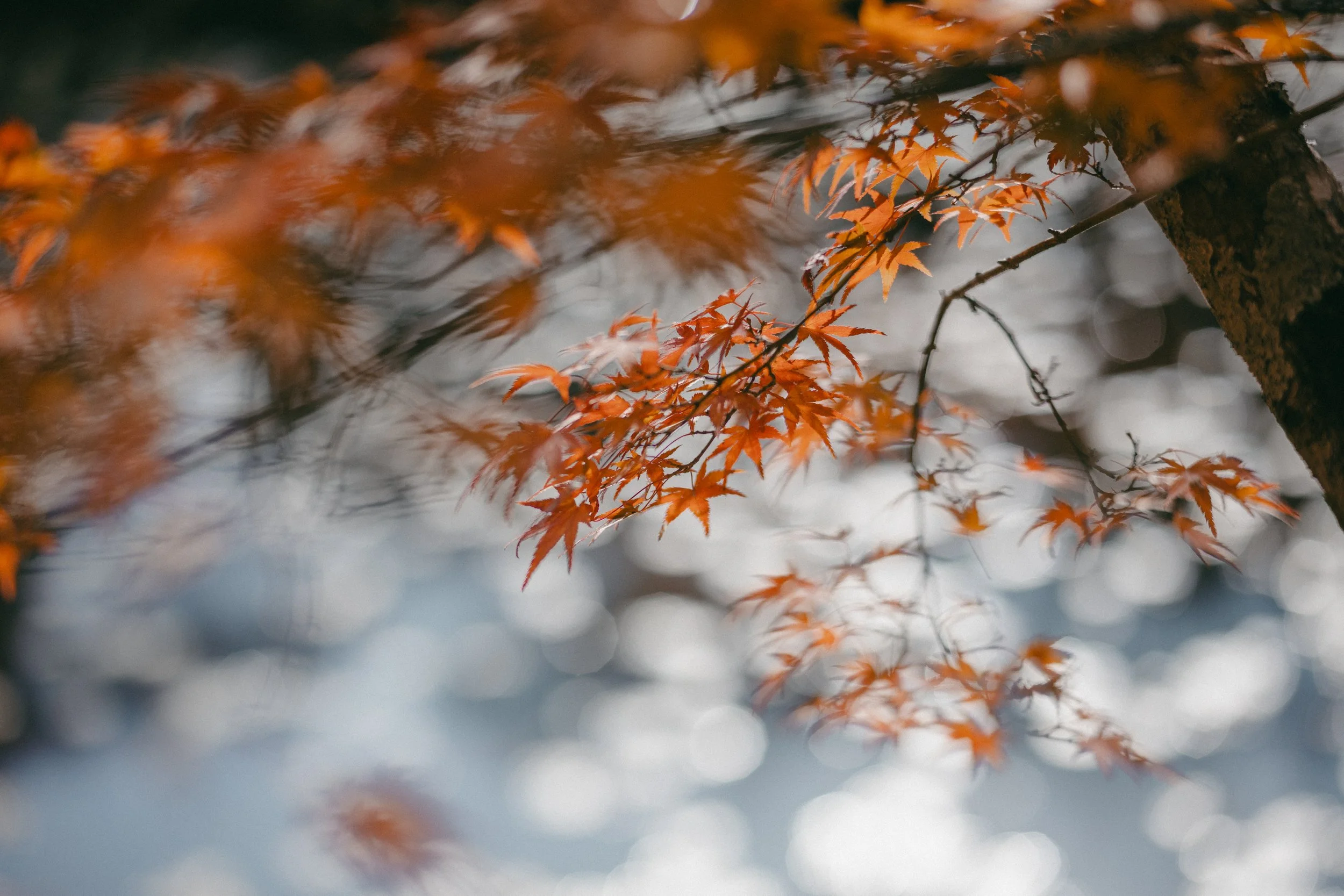 Close-up of orange maple tree leaves with blurred background.