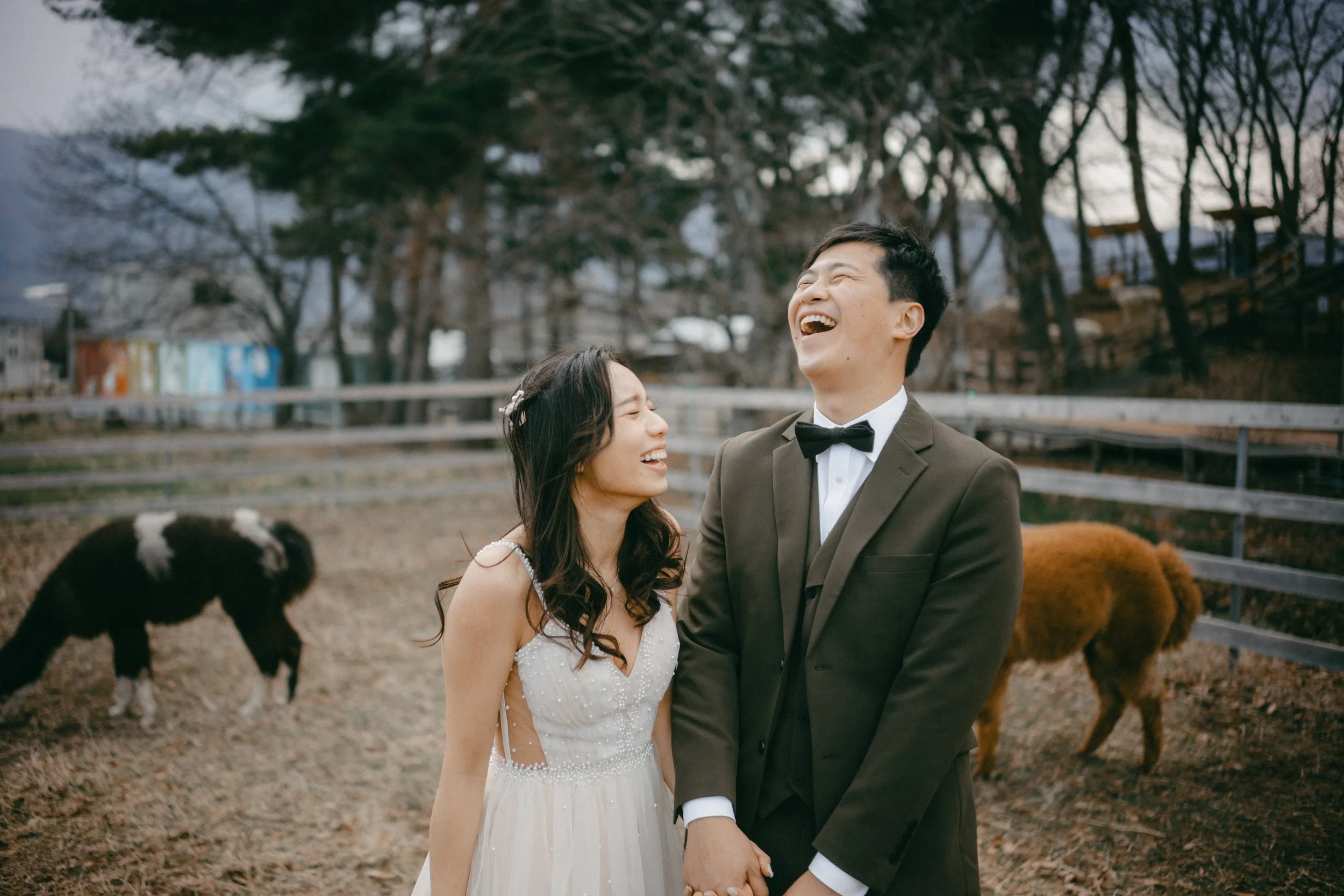 A newlywed couple laughing joyfully outdoors, holding hands, with cows grazing in the background and a wooden fence and trees behind them.