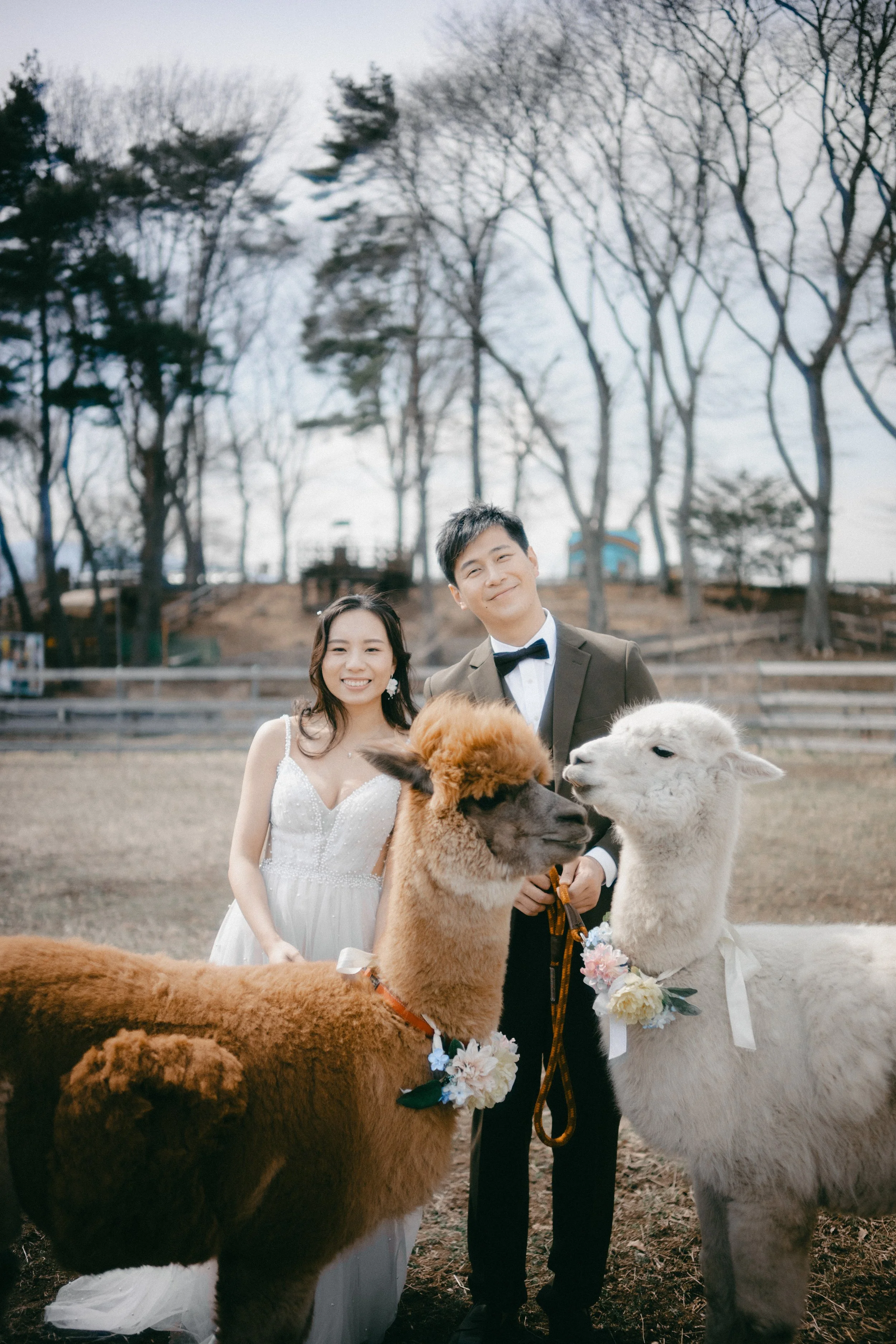 A smiling bride and groom stand outdoors in winter, holding a llama and an alpaca, both decorated with flowers, with bare trees and a wooden fence in the background.