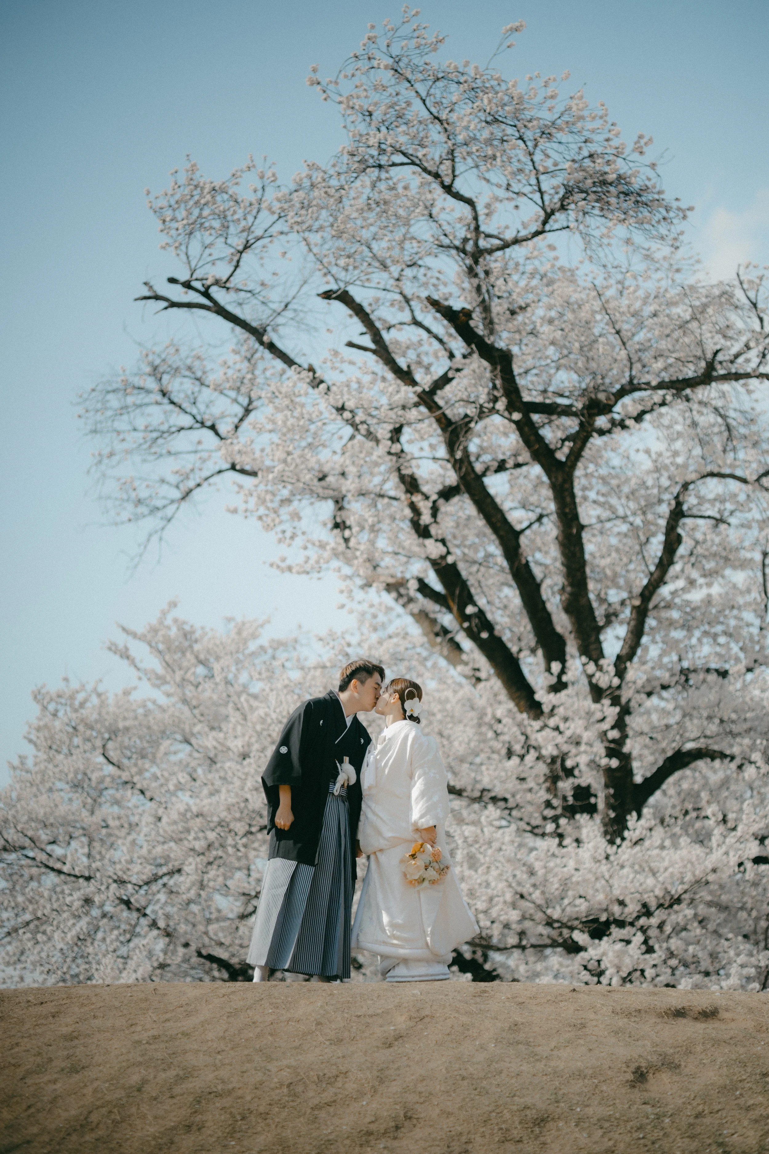 A bride and groom in traditional Japanese wedding attire sharing a kiss under blooming cherry blossom trees.