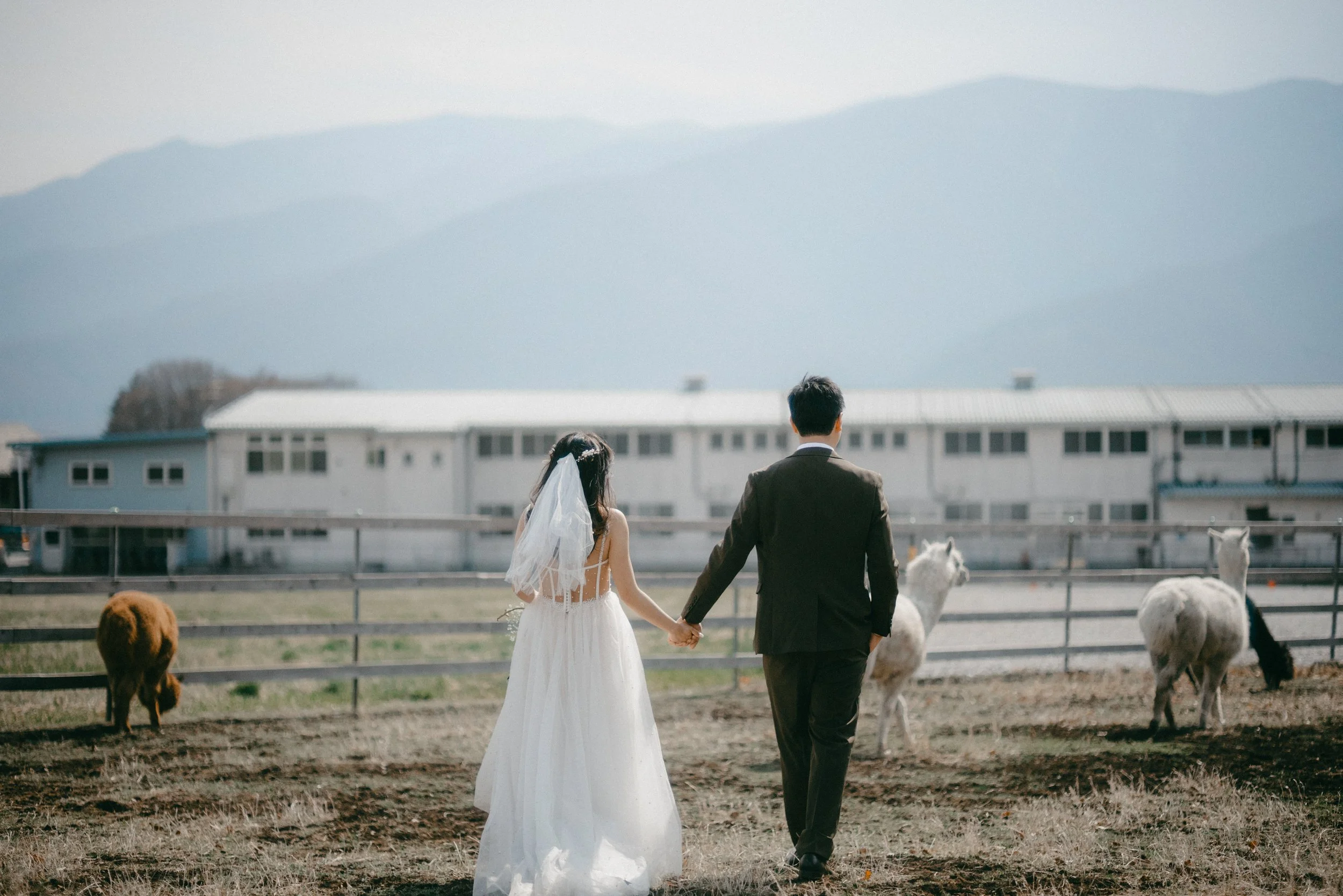 A bride and groom walking hand in hand through a farm with cows, with mountains in the background.