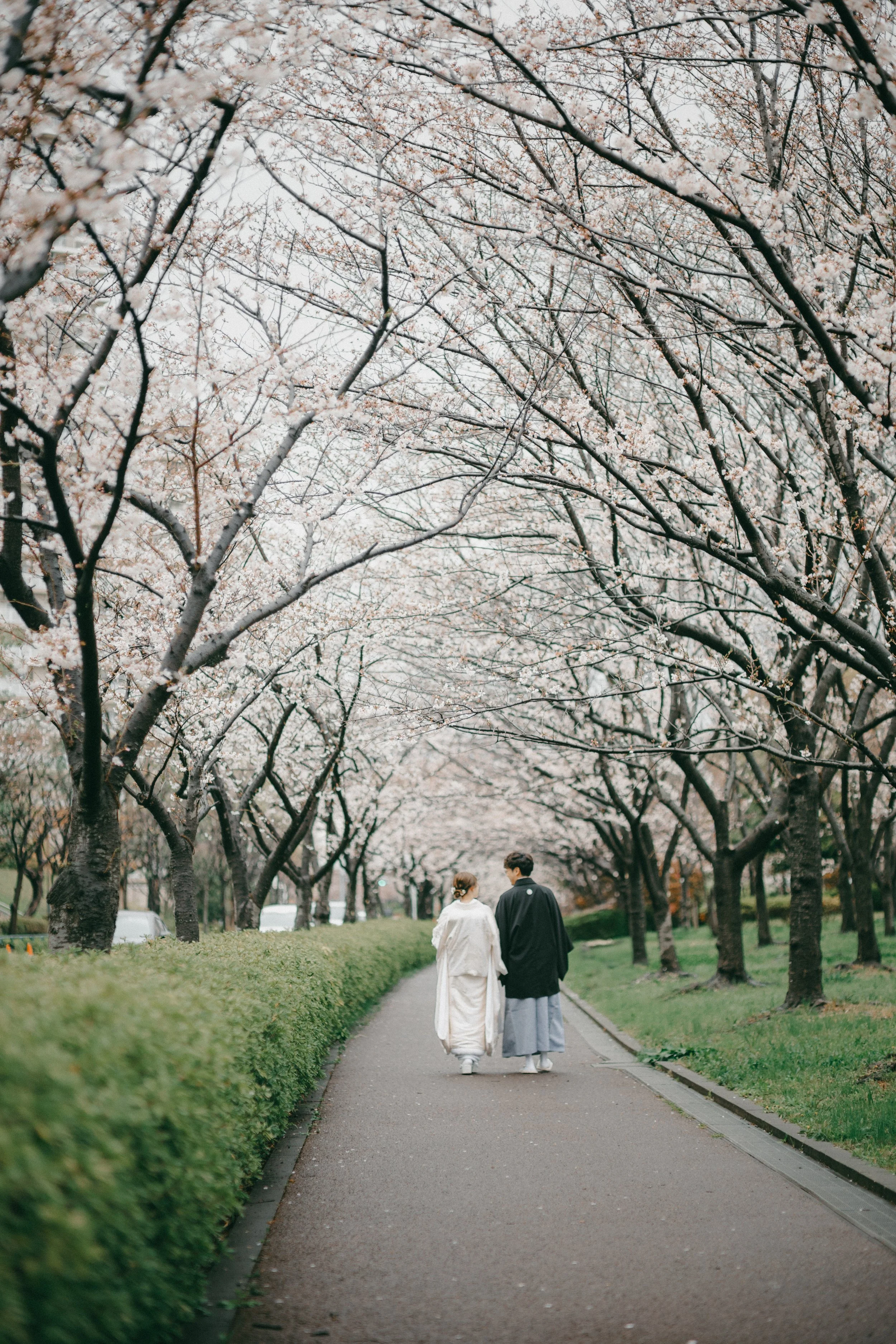 A couple dressed in traditional Japanese wedding attire walking on a paved path under blooming cherry blossom trees in a park.