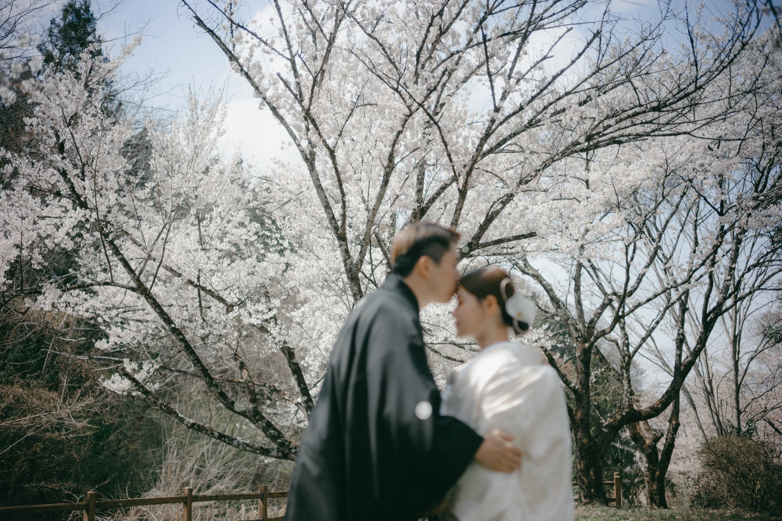 A couple dressed in traditional Japanese wedding attire sharing an intimate moment outdoors under blooming cherry blossom trees.