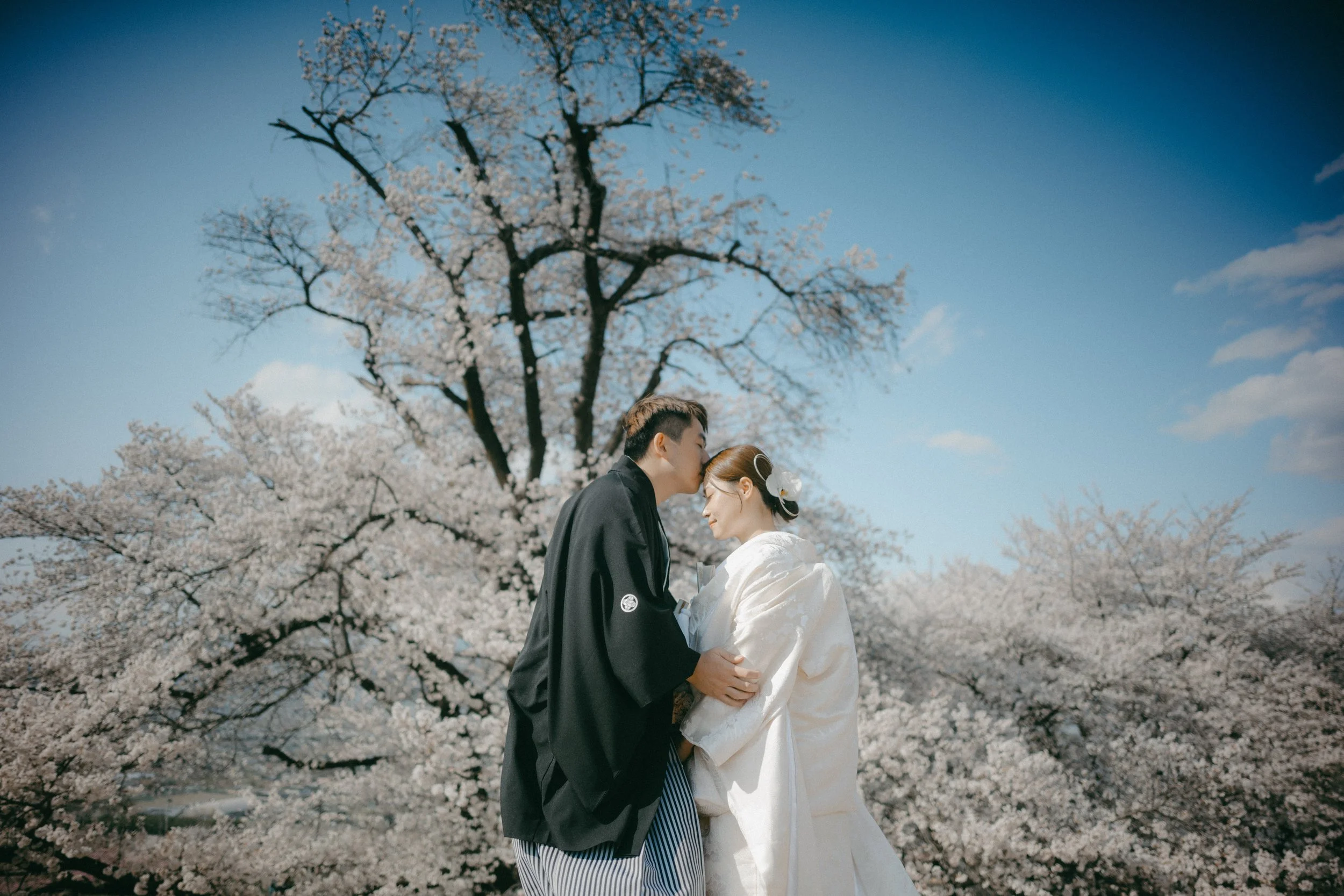 A couple dressed in traditional Japanese wedding attire sharing a tender moment under blooming cherry blossom trees.