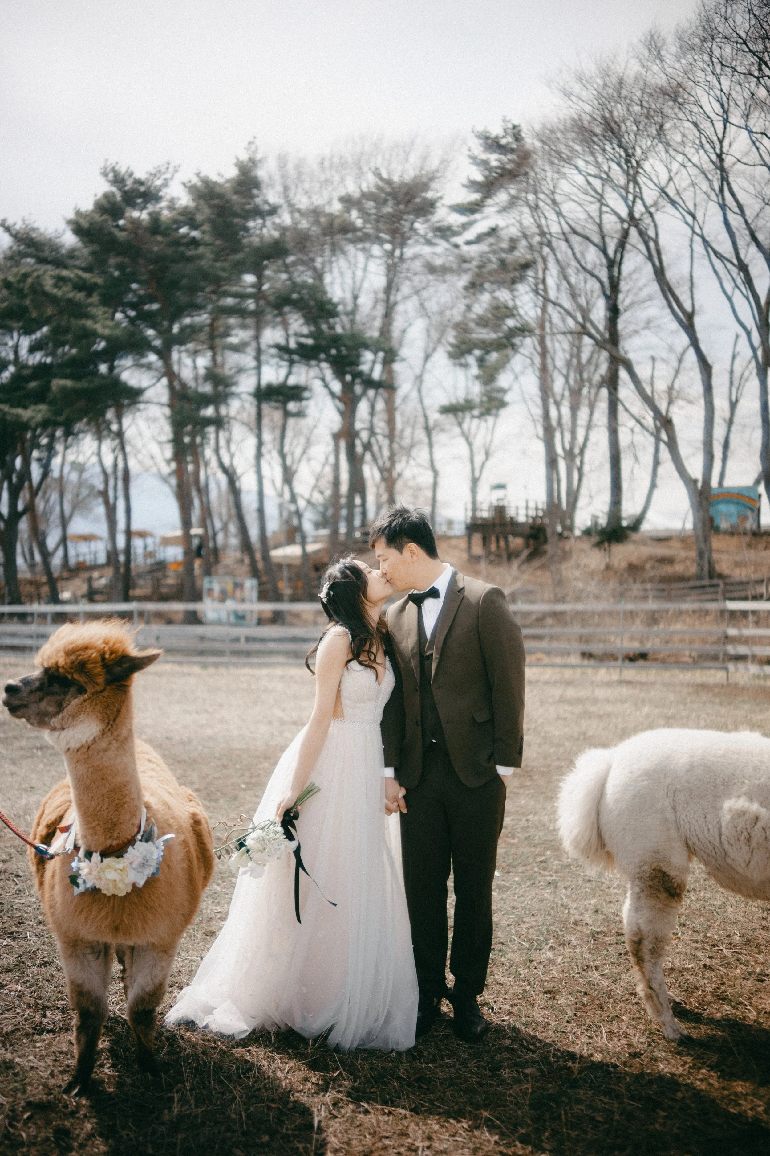 A bride and groom kissing outdoors with alpacas, one with flowers on its neck, in a rustic setting with trees and wooden fences.