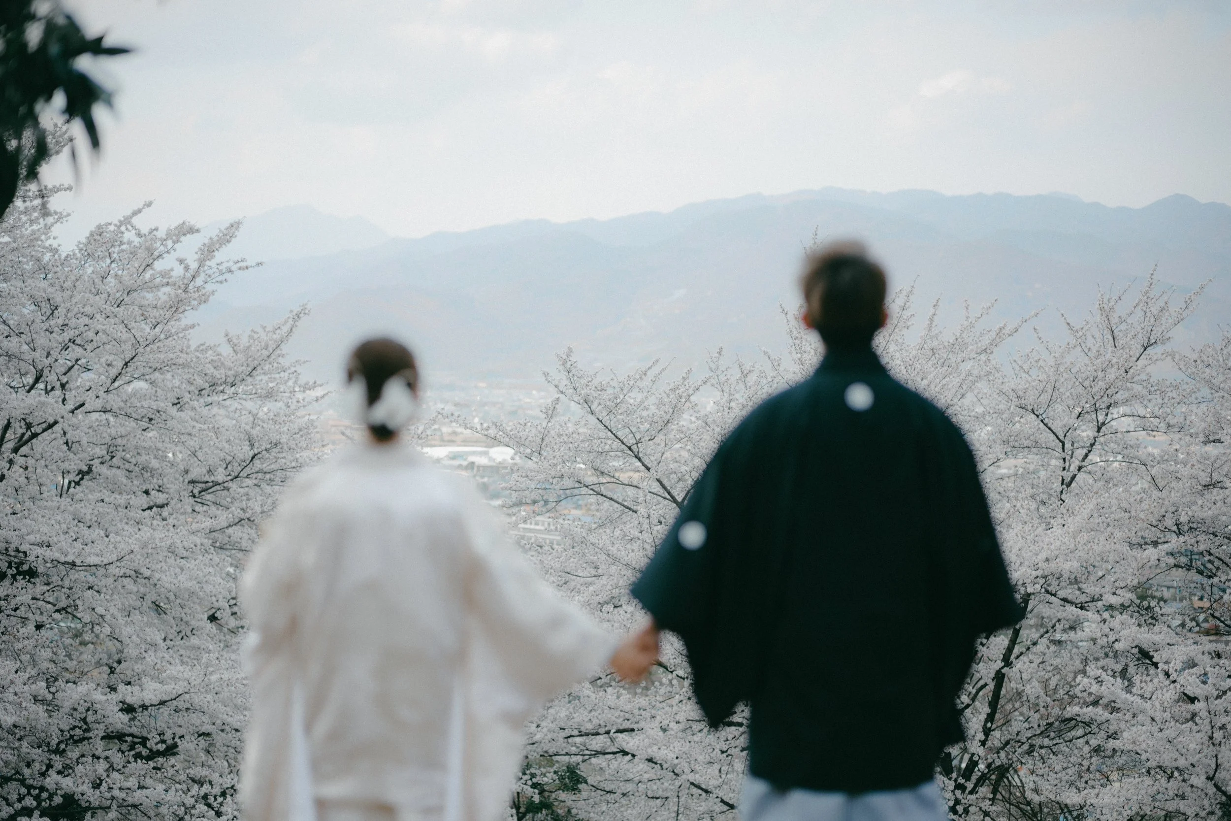 A couple in traditional Japanese wedding attire holding hands, standing among blooming cherry blossom trees, with mountains in the background.