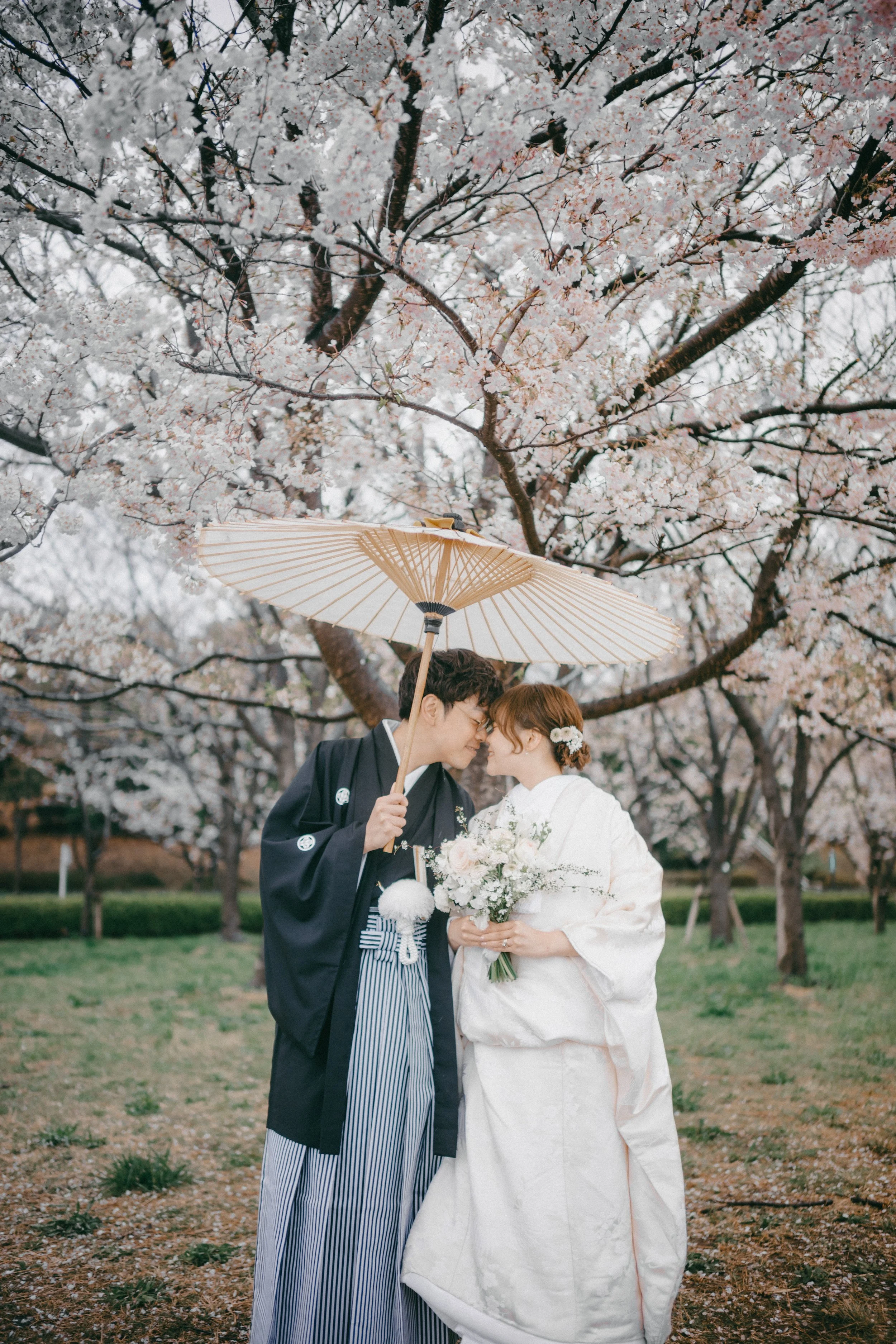 A couple in traditional Japanese wedding attire sharing a close moment under a large umbrella, with cherry blossom trees in full bloom in the background.