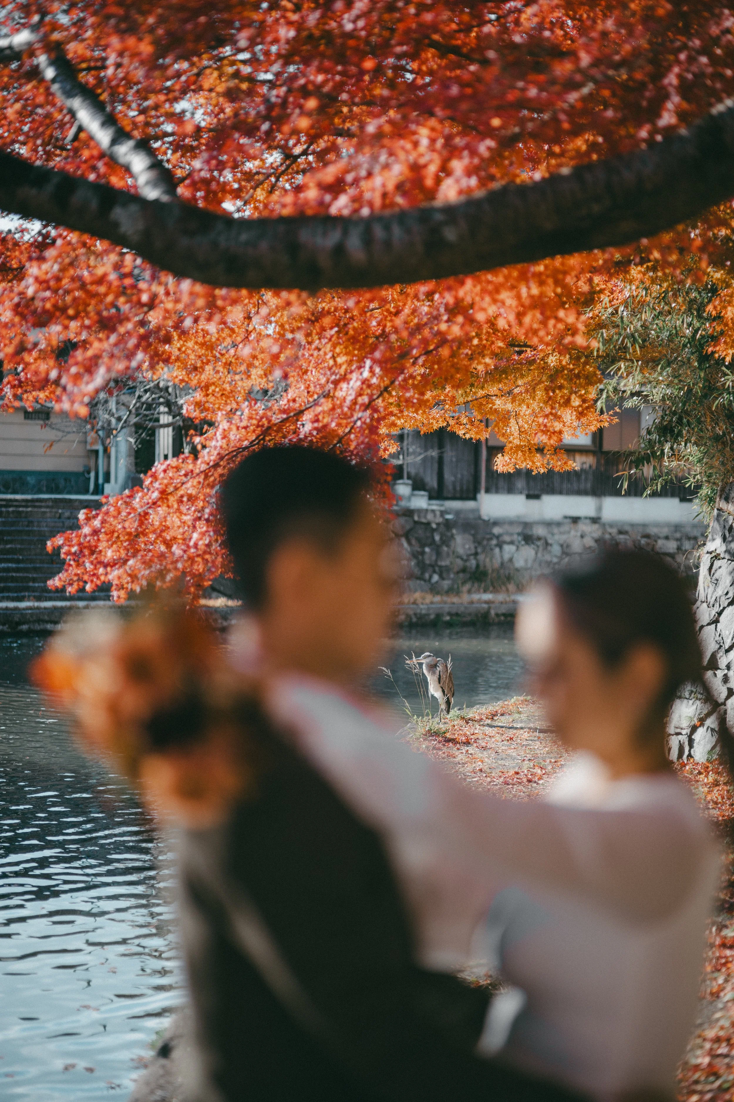 Blurred couple embracing near a river with vibrant orange fall foliage and a heron standing by the water.