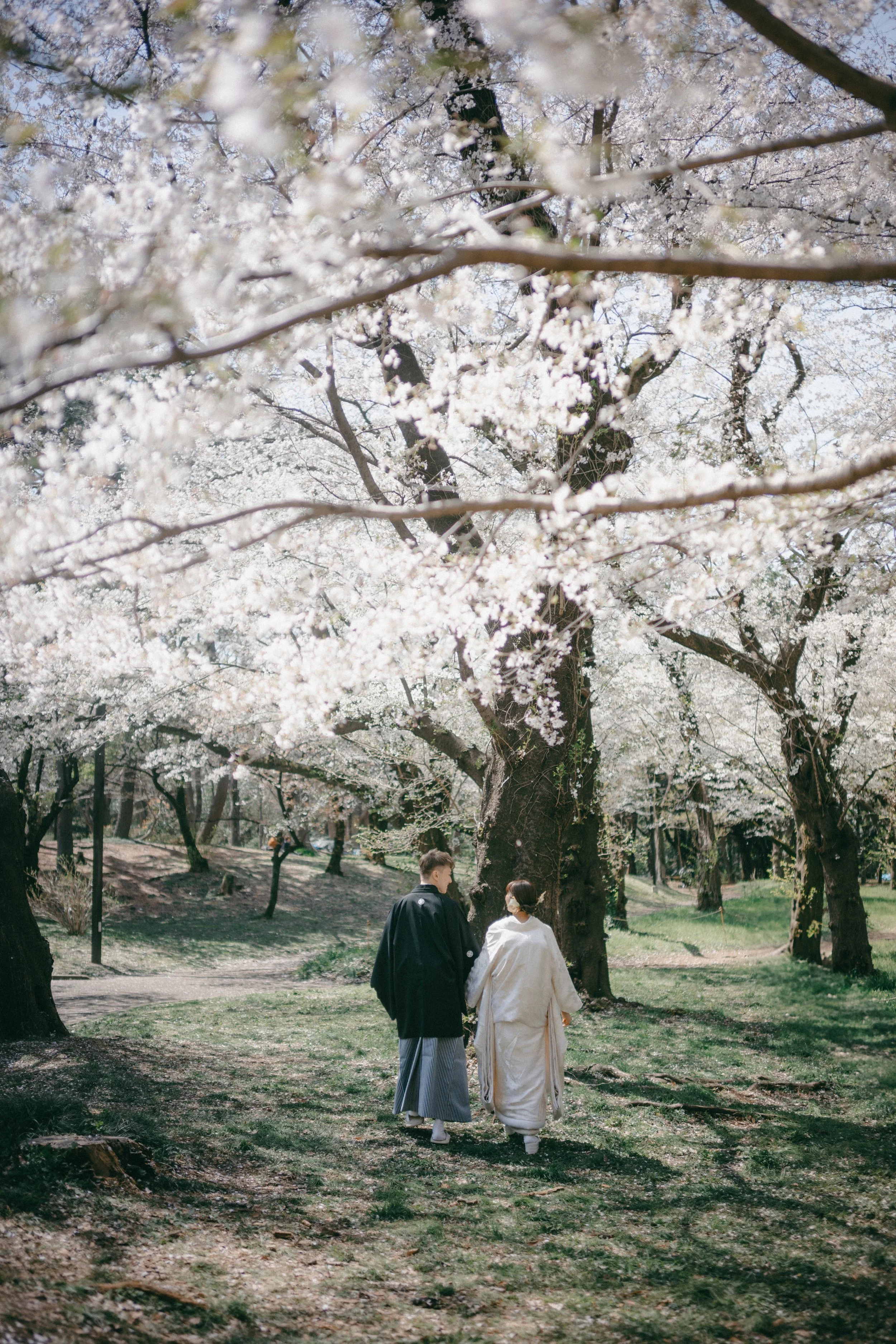 A couple dressed in traditional Japanese wedding attire walking under blooming cherry blossom trees in a park.