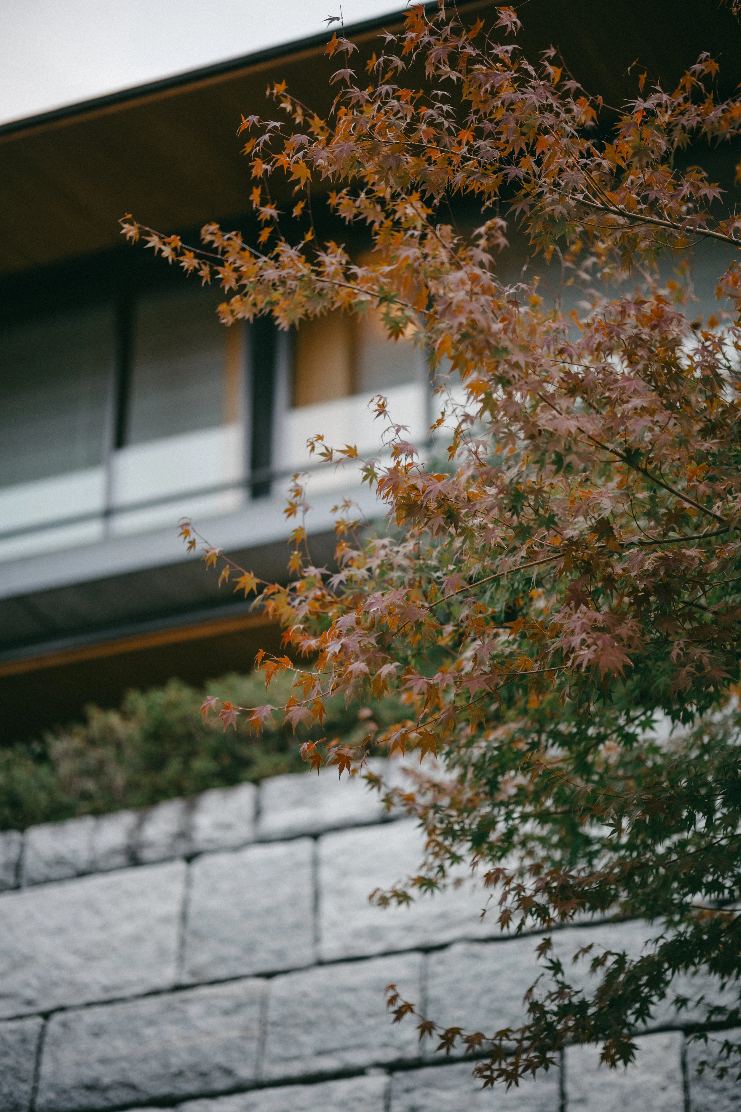 Close-up of reddish-orange autumn leaves on a tree branch in front of a modern house with gray stone wall and a balcony.