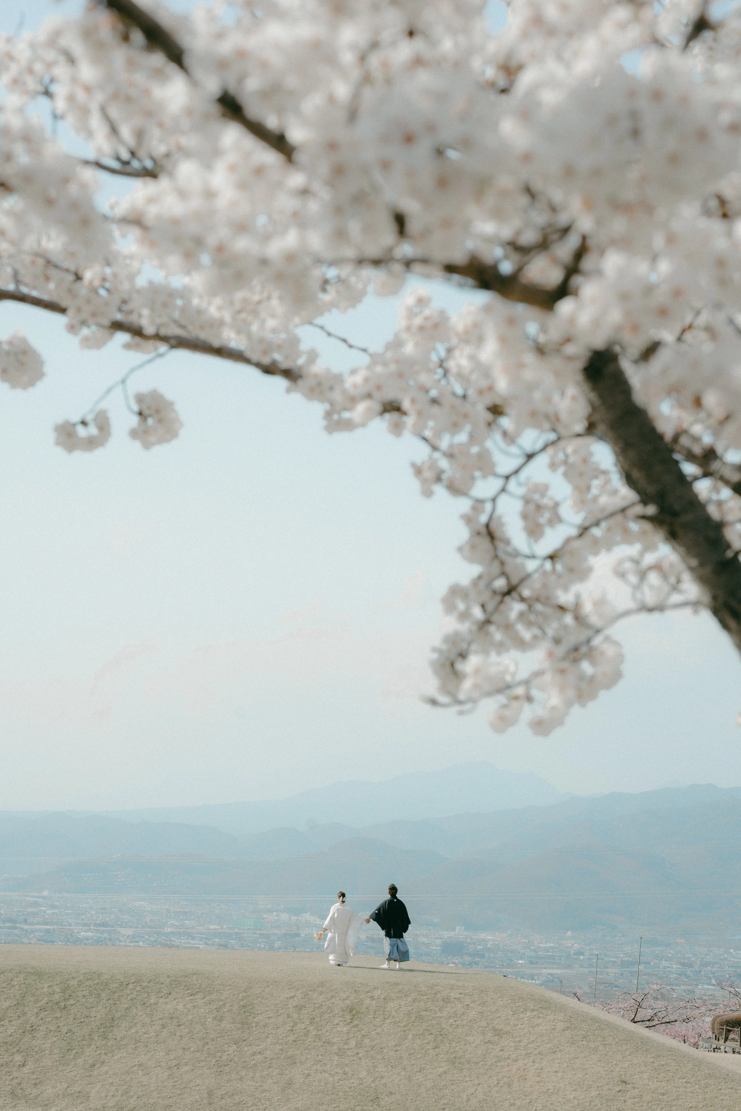 A couple dressed in traditional Japanese wedding attire walking hand in hand on a grassy hill with cherry blossoms in the foreground and a distant mountain range in the background.