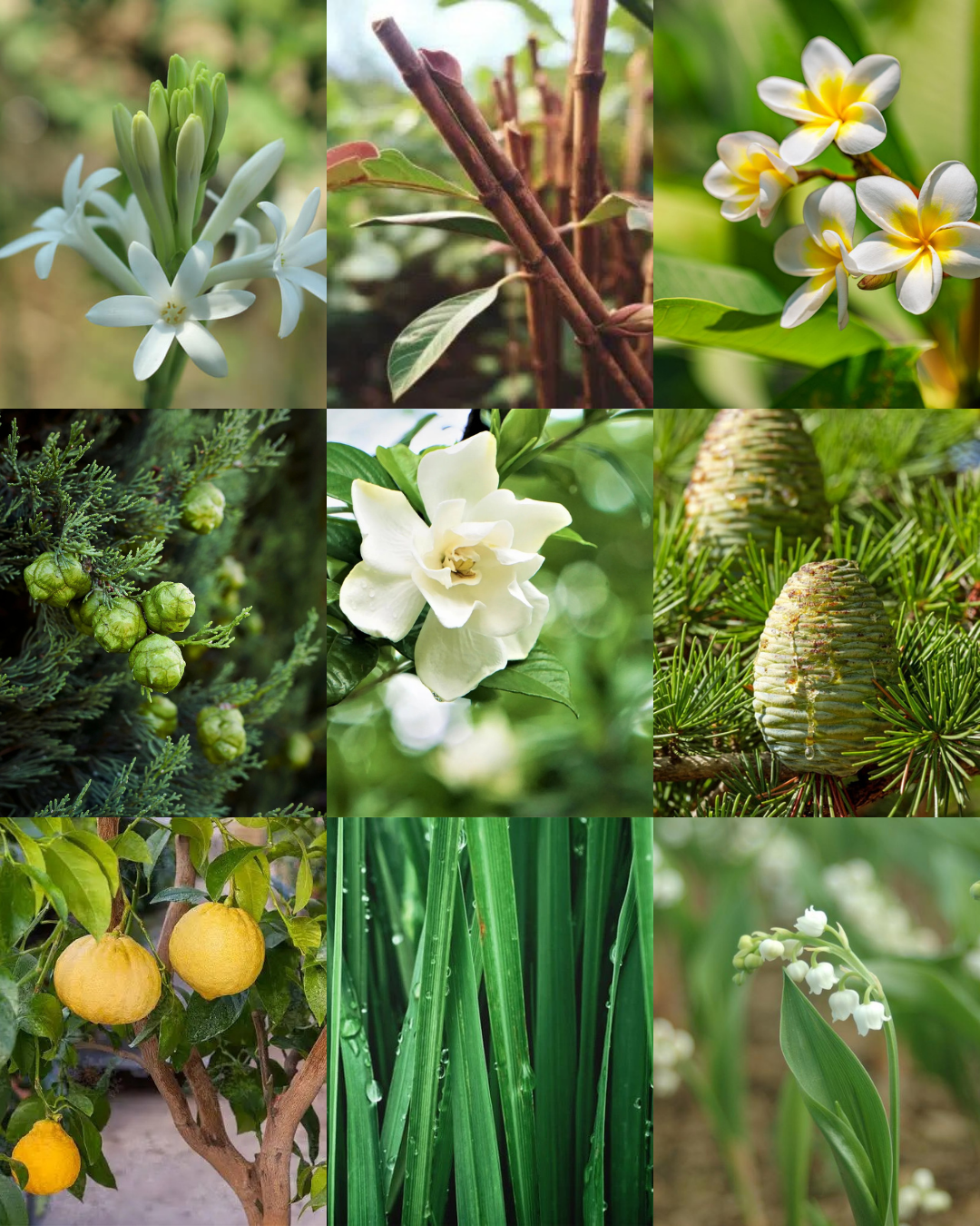 TMI NEWS - THE POWER OF SCENT