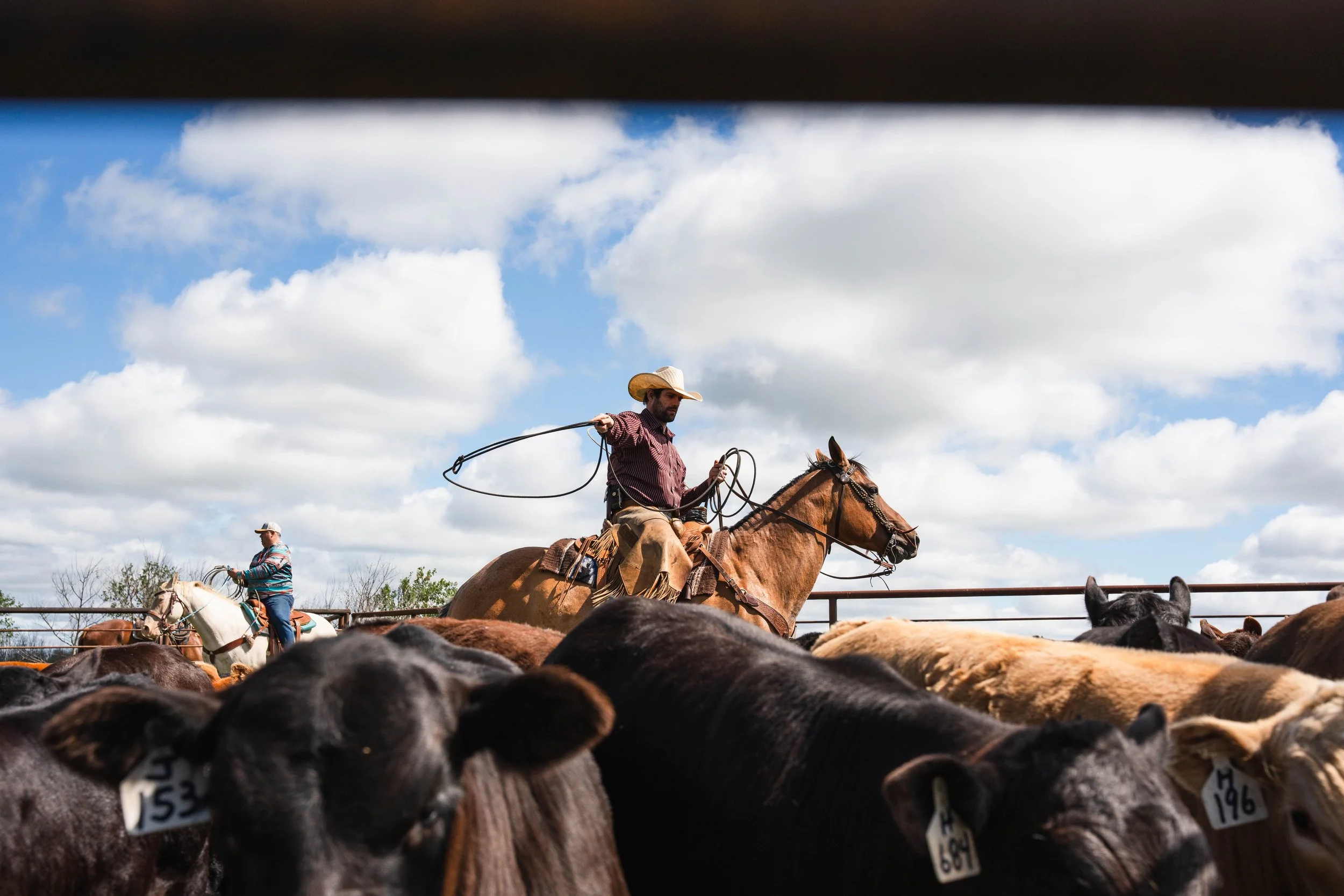 CattleDay-04315.jpg