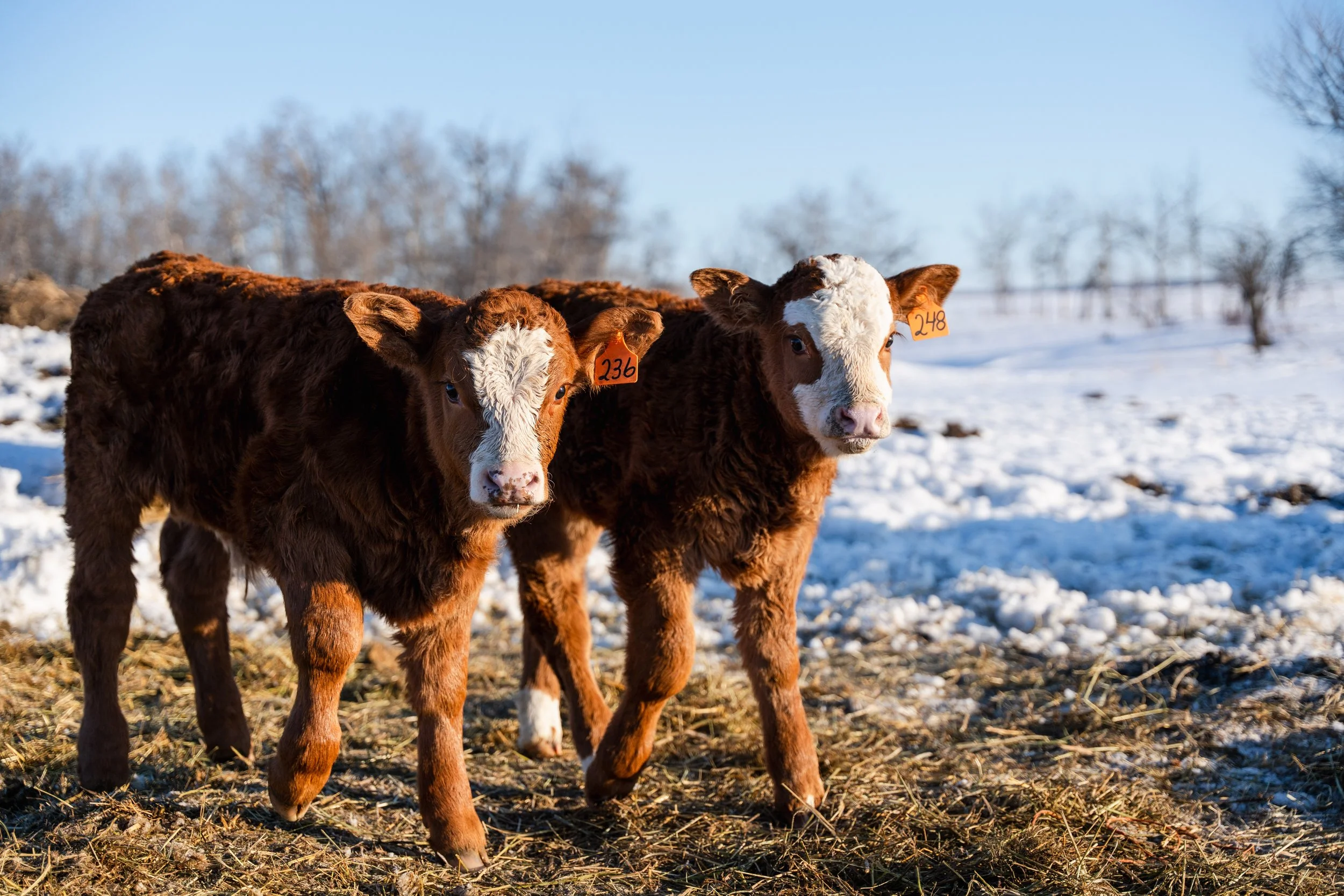 WinterCattle-01451.jpg