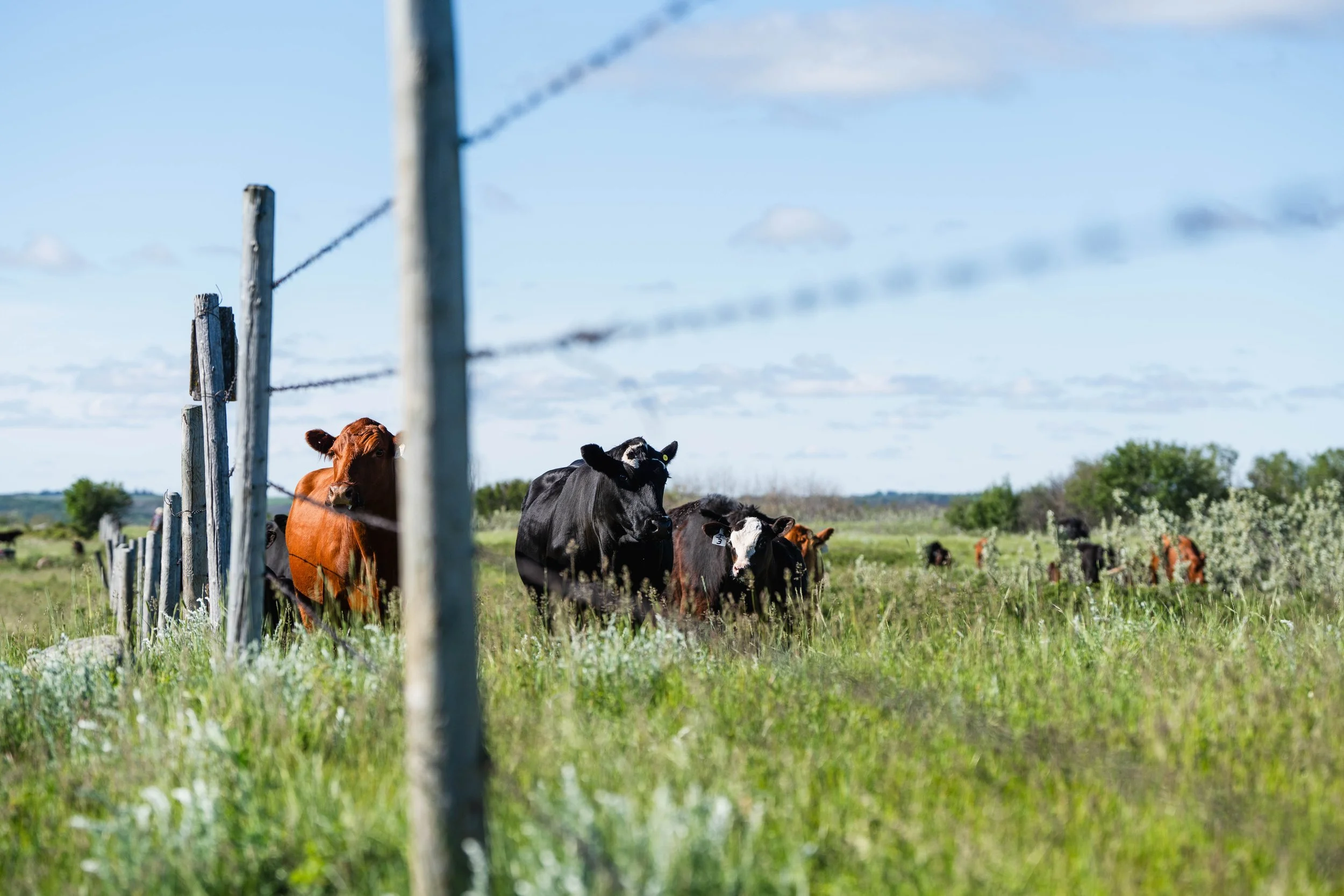 CattleDay-09333.jpg