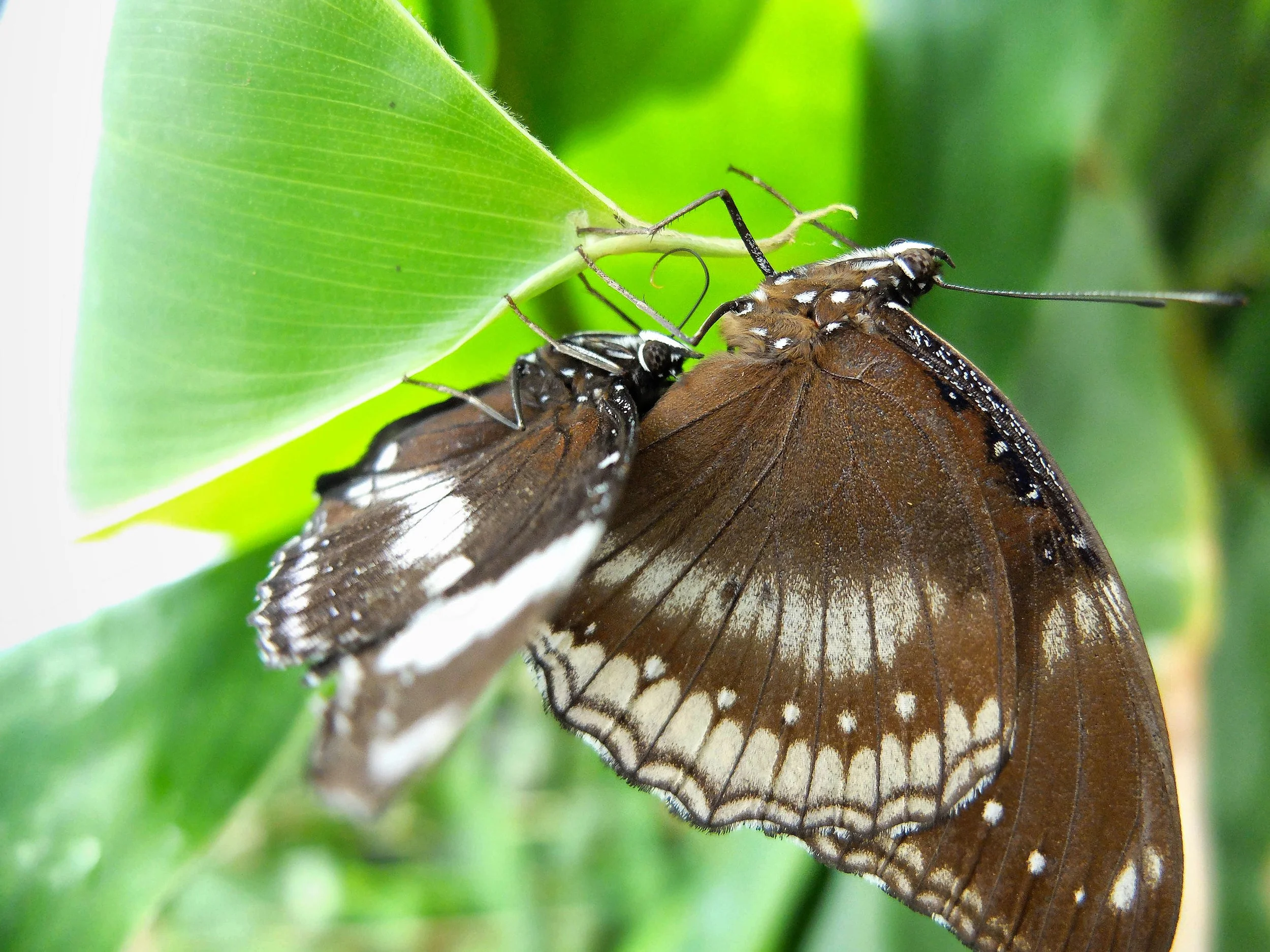 Butterfly ..