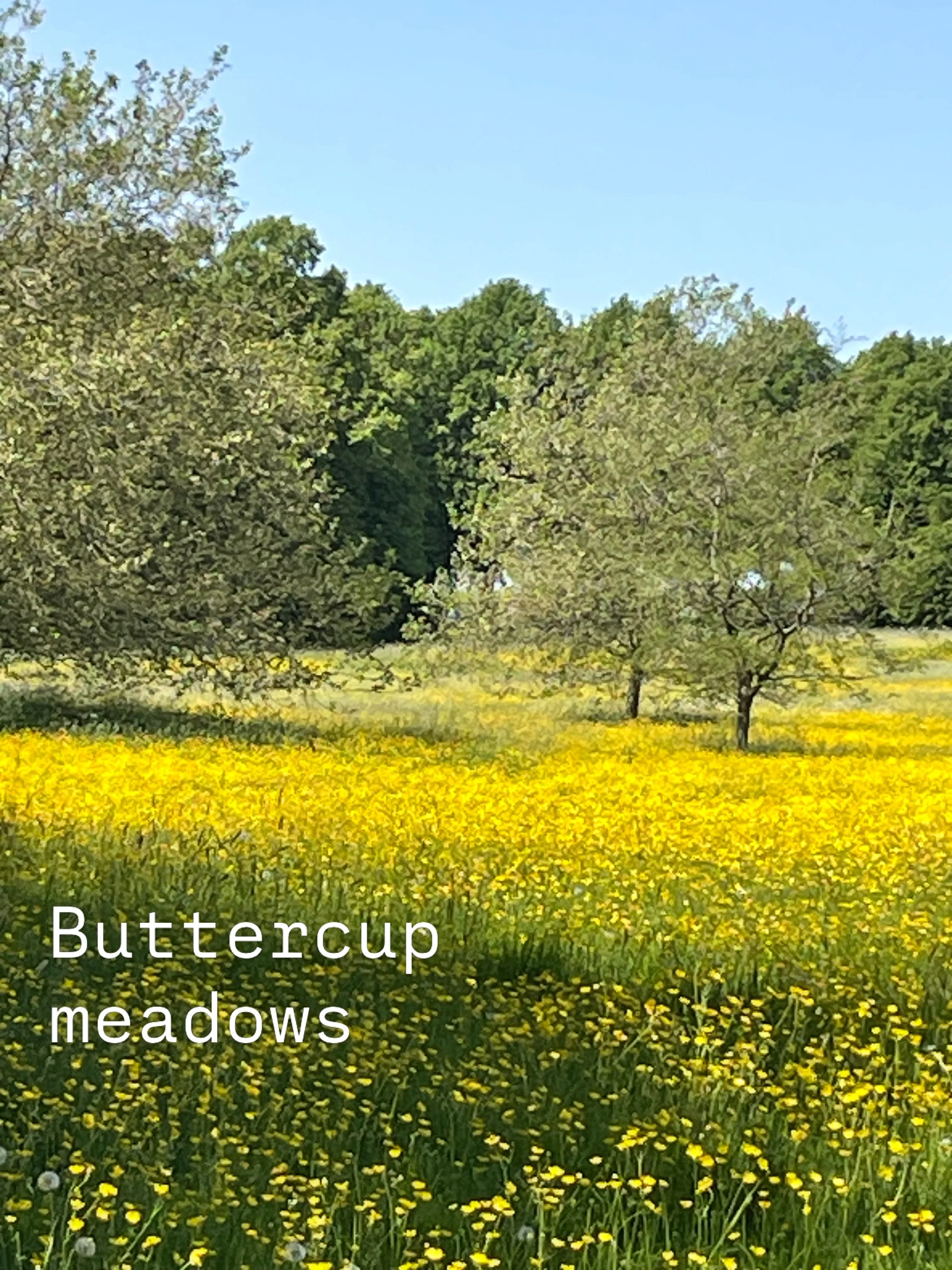 Golden yellow and vibrant green! What a beautiful day 💛 💚 🩵

#earlywalk
#buttercups
#ancienttrees
#birdsong
#summershere☀️