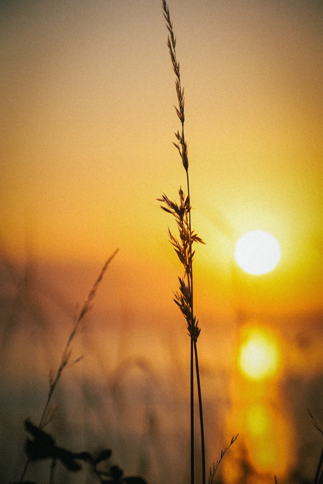 _DSC2443.jpeg