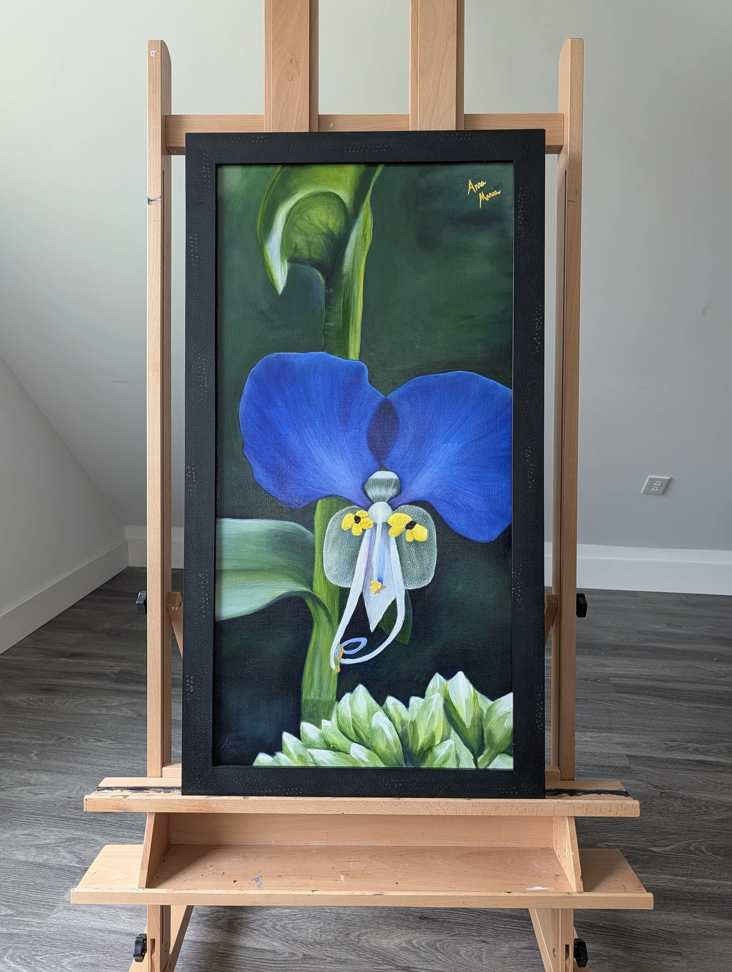 The face of an invader (invasive day flower)