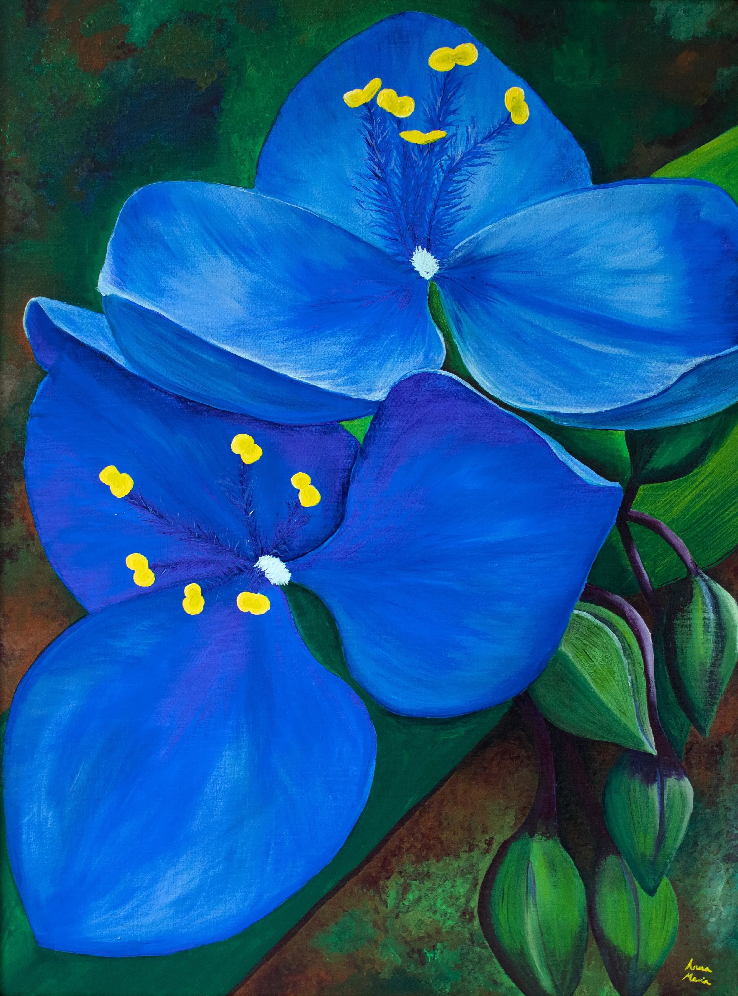 1B3A0523 - Tradescantia.jpg