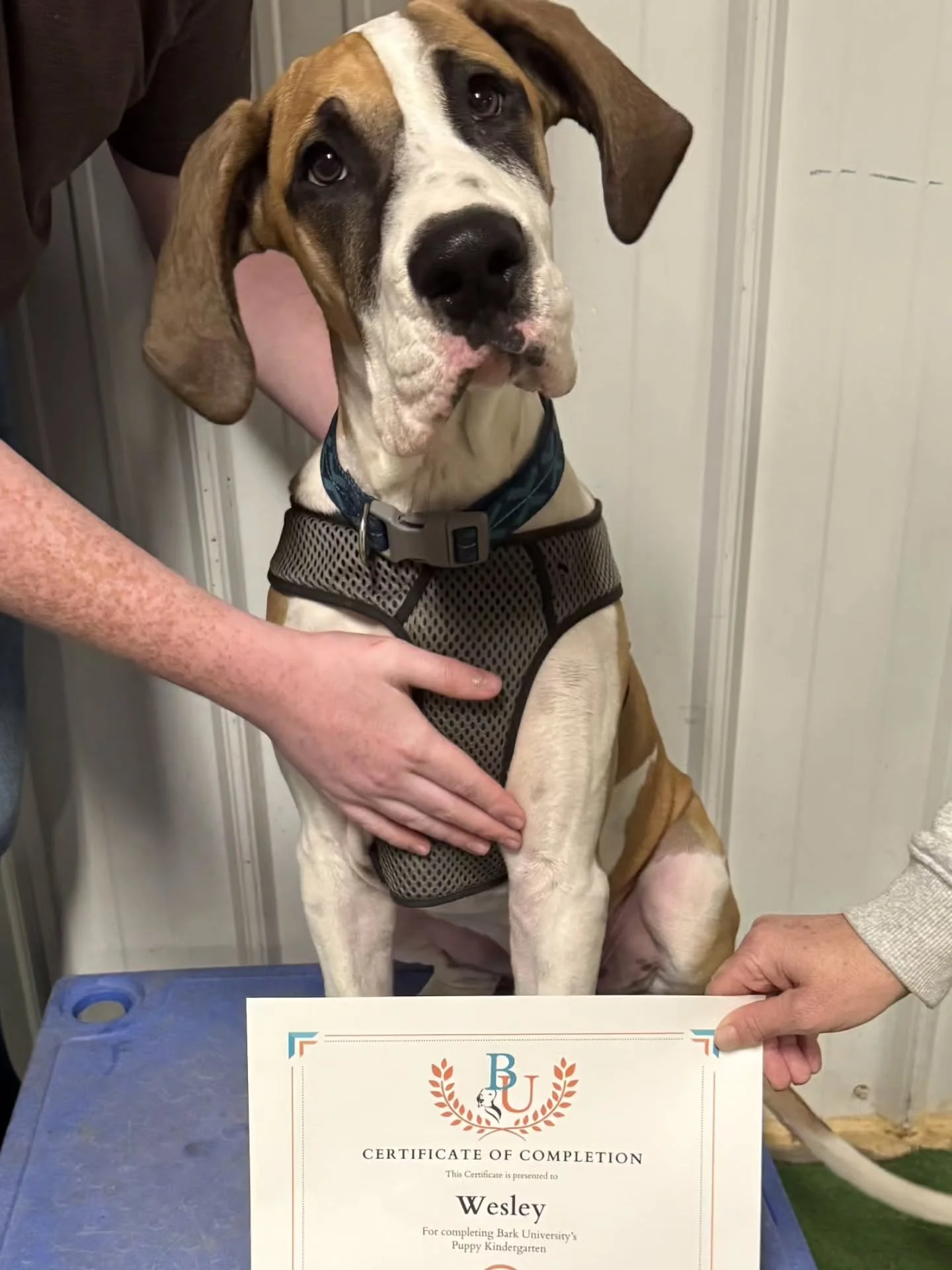 🎓🐾 Congratulations to our October Puppy Kindergarten graduates!

 🧡 These little learners have mastered the basics, built confidence, and made tons of new friends along the way. We&rsquo;re so proud of how far they&rsquo;ve come &mdash; the future