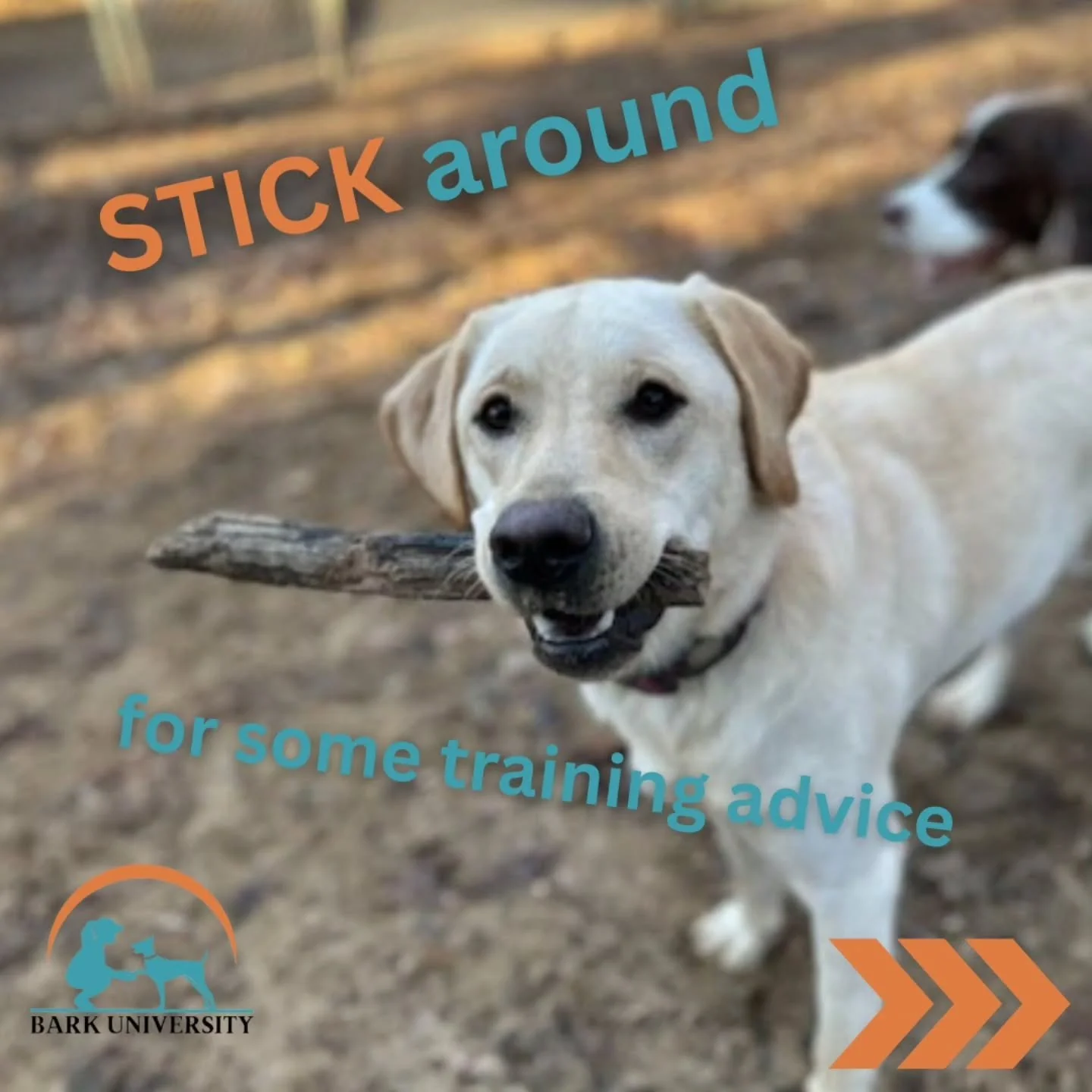 🐾 STICK around! 🐾
We&rsquo;ve got exciting news &mdash; our Monthly Bark U Newsletters are here! 🎉

Get the latest training tips, product reviews, class updates, schedules, and Q&amp;A&rsquo;s delivered straight to your inbox.
📧 Message us with y