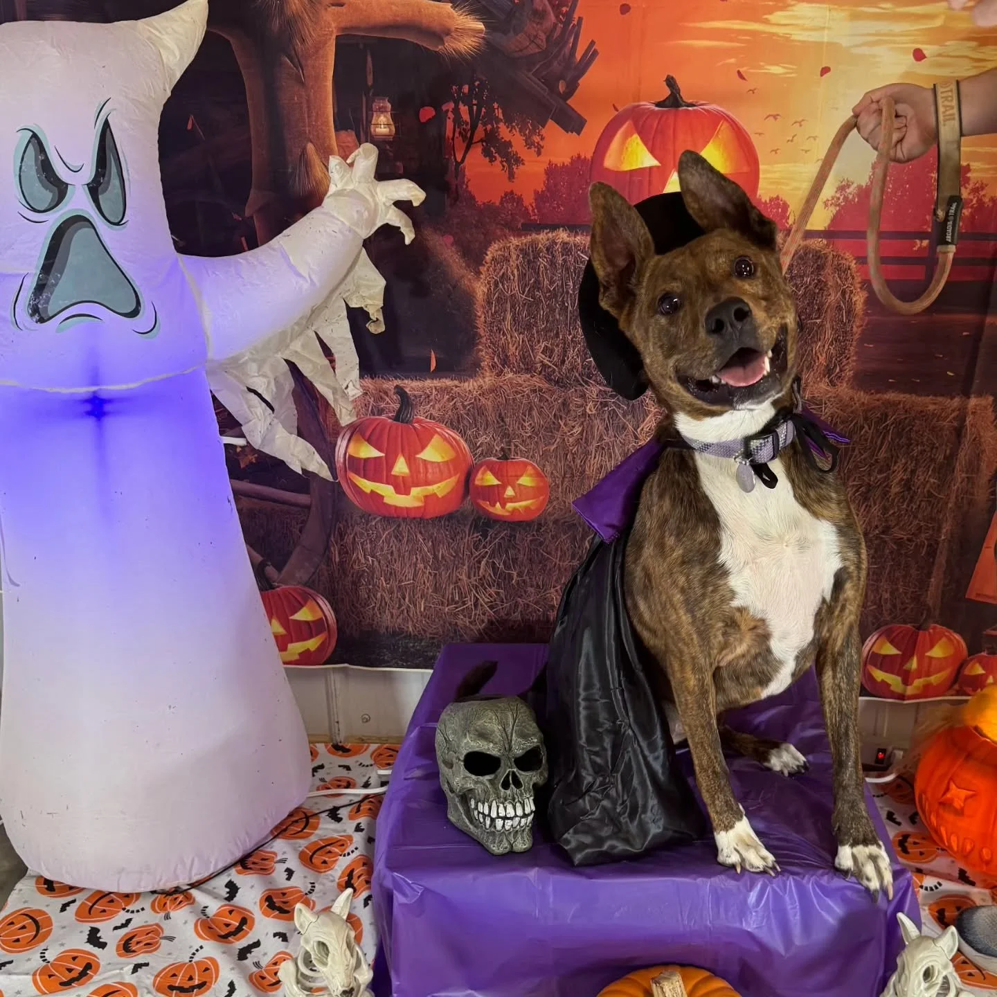 Trick or treat, smell my feet&hellip; these pups found the treats! 👻🐾

Happy Howl-o-ween from our spooky (and stylish) crew that joined us for our Bark-or-Treat event!! 🧡🕸️

Thank you to everyone again for helping us fundraise for our APDT traini