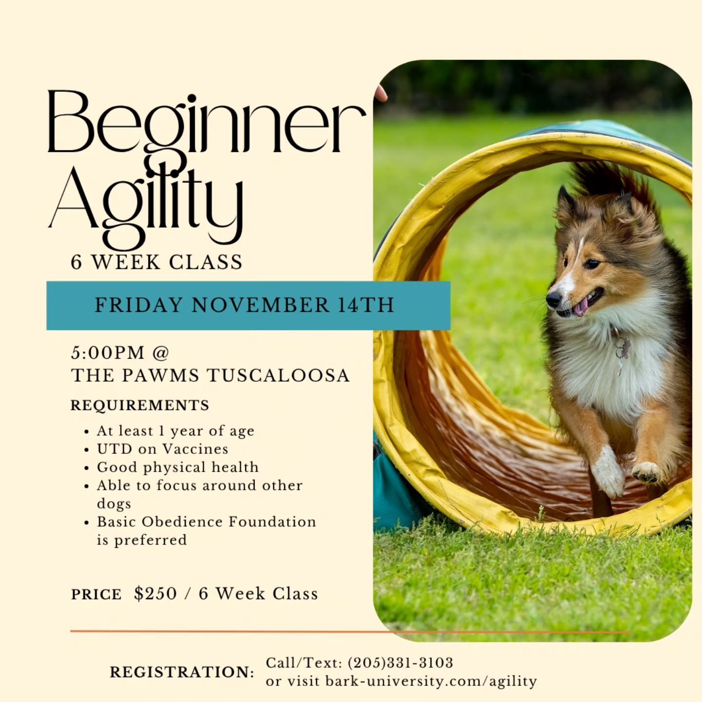 Ready to Jump Into Something New?

Join our Beginner Agility Class starting Friday November 14th at 5:00 PM!

Whether you're looking to build confidence, strengthen your bond with your pup, or just have a ton of fun &mdash; this class is the perfect 