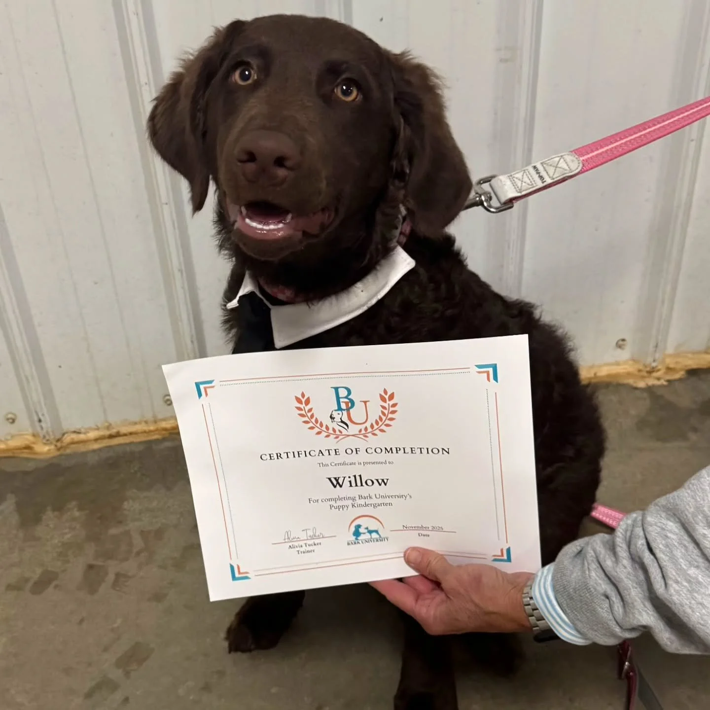 🎓🐾 Congratulations to our November Puppy Kindergarten graduates!

 🧡 These little learners have mastered the basics, built confidence, and made tons of new friends along the way. We&rsquo;re so proud of how far they&rsquo;ve come &mdash; the futur