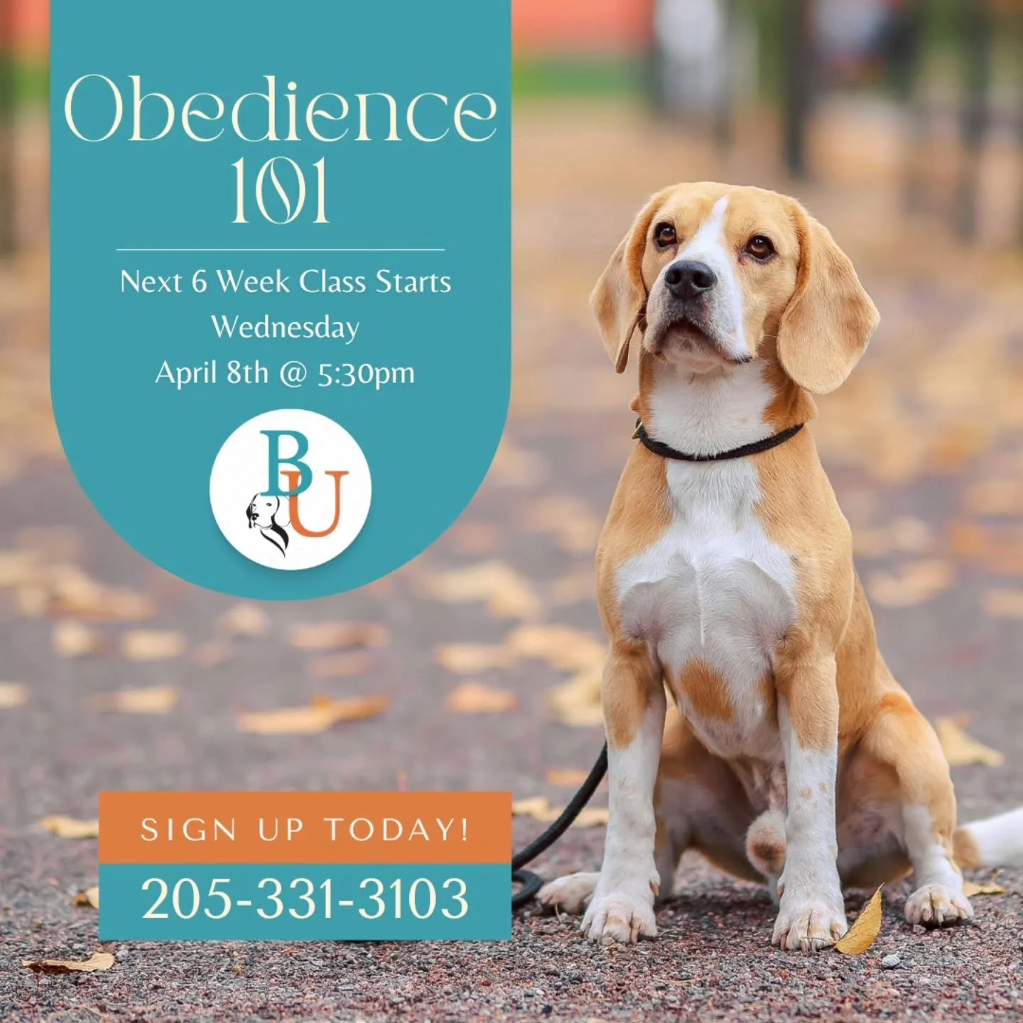 Our next Obedience 101 class is right around the corner! 

Our 6-Week Obedience 101 class teaches you and your pup all the foundational skills to help build trust, communication, and manners with your canine companion.

Contact us to reserve your spo