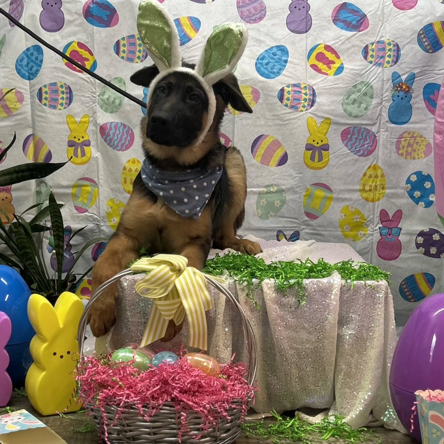 We hope everyone had an EGGcellent weekend! Our pups sure did! 🐰 🥚 🐣