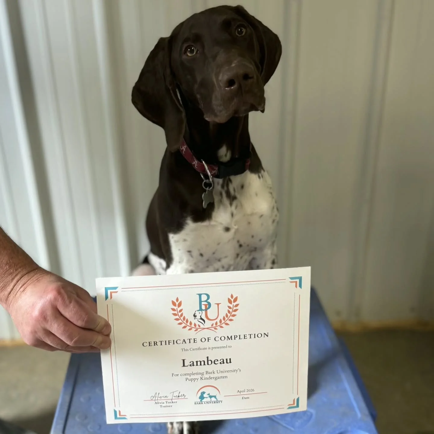 Our April Puppy Kindergarten Graduates! 🐶🎓🐾

We love watching all these puppies learn and grow so fast during their 6 weeks of class with us. We know they have some fun and exciting experiences ahead of them!