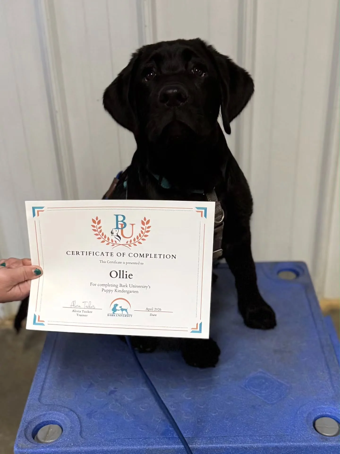 🐶🎓 Huge congratulations to our adorable Puppy Kindergarten Graduates 🎓 🐶

We look forward to seeing you guys grow up and continue learning ❤️