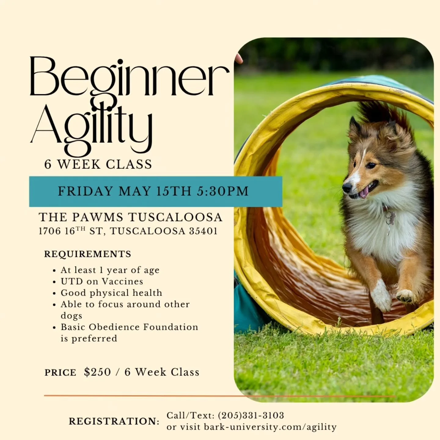 Ready to Jump Into Something New?

Join our Beginner Agility Class starting Friday May 15th at 5:30pm!

Whether you're looking to build confidence, strengthen your bond with your pup, or just have a ton of fun &mdash; this class is the perfect place 