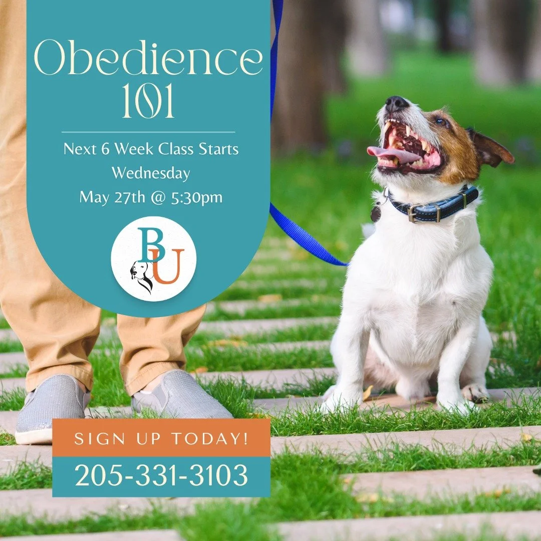 Our next Obedience 101 class is right around the corner!

Our 6-Week Obedience 101 class teaches you and your pup all the foundational skills to help build trust, communication, and manners with your canine companion.

🐾 Name Recognition
🐾 Sit
🐾 D
