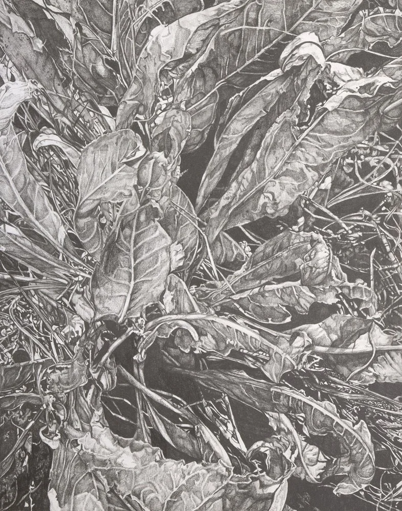 Undisturbed, 2022
Graphite on Paper 
11" x 14"
