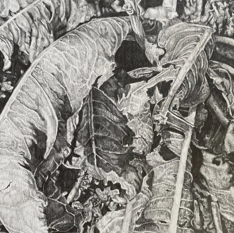 Silent Motion 2, 2023
Graphite on Paper 
6" x 6" 