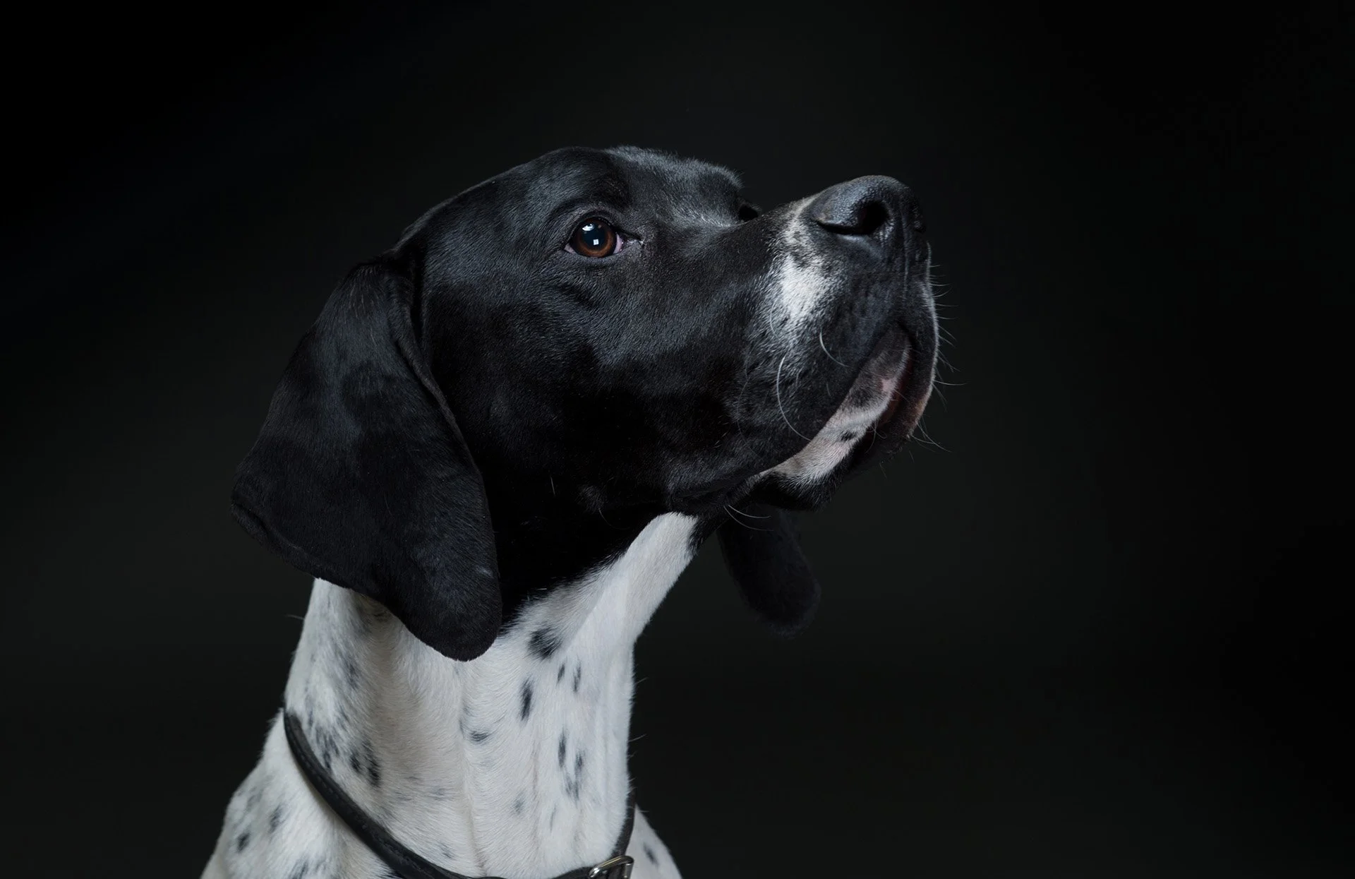 Dog photography Pet John Owen D4J_0287Web.jpg