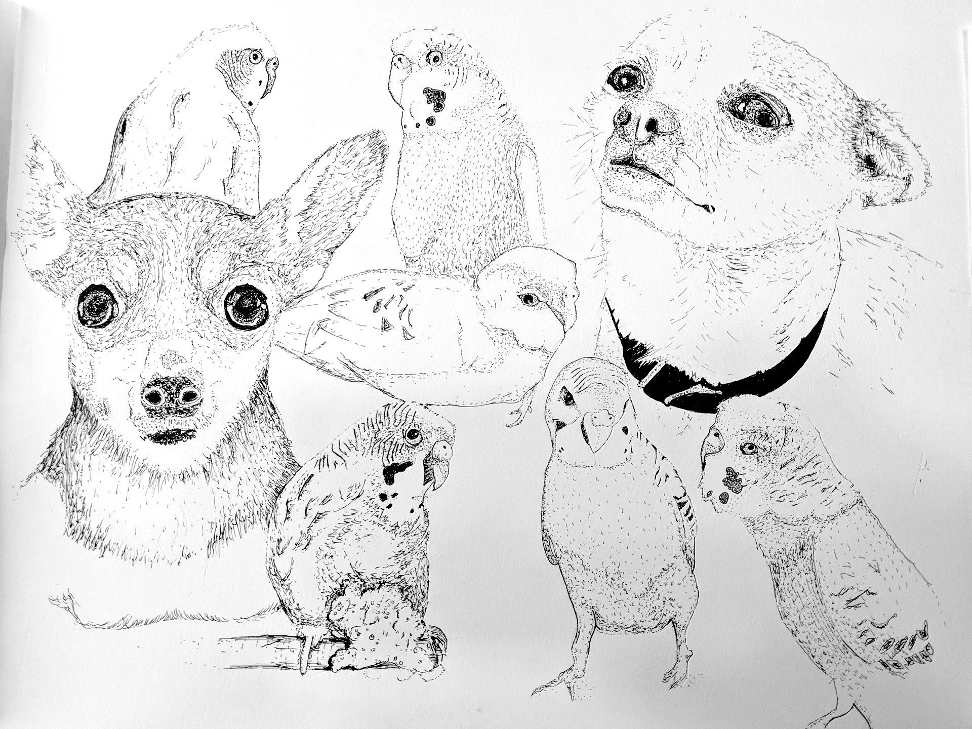Collection of hand-drawn illustrations of various animals including a dog, an owl, a ferret, a rat, a pigeon, a hamster, a guinea pig, and a rabbit.