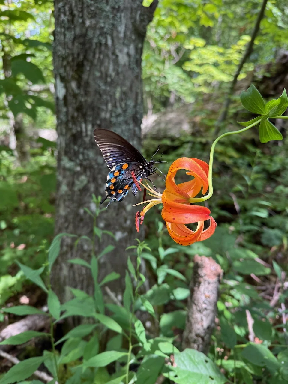 pipevine swallowtail on Turk's Cap lily by Phyllis Stiles.jpeg