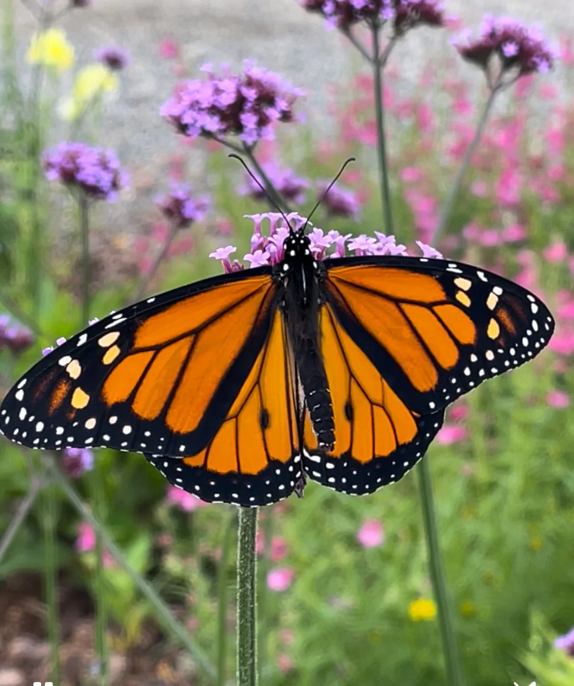 Monarch - Dr. John Wilson Community Garden Parking Lot, 99 White Pine Dr,, Black Mountain