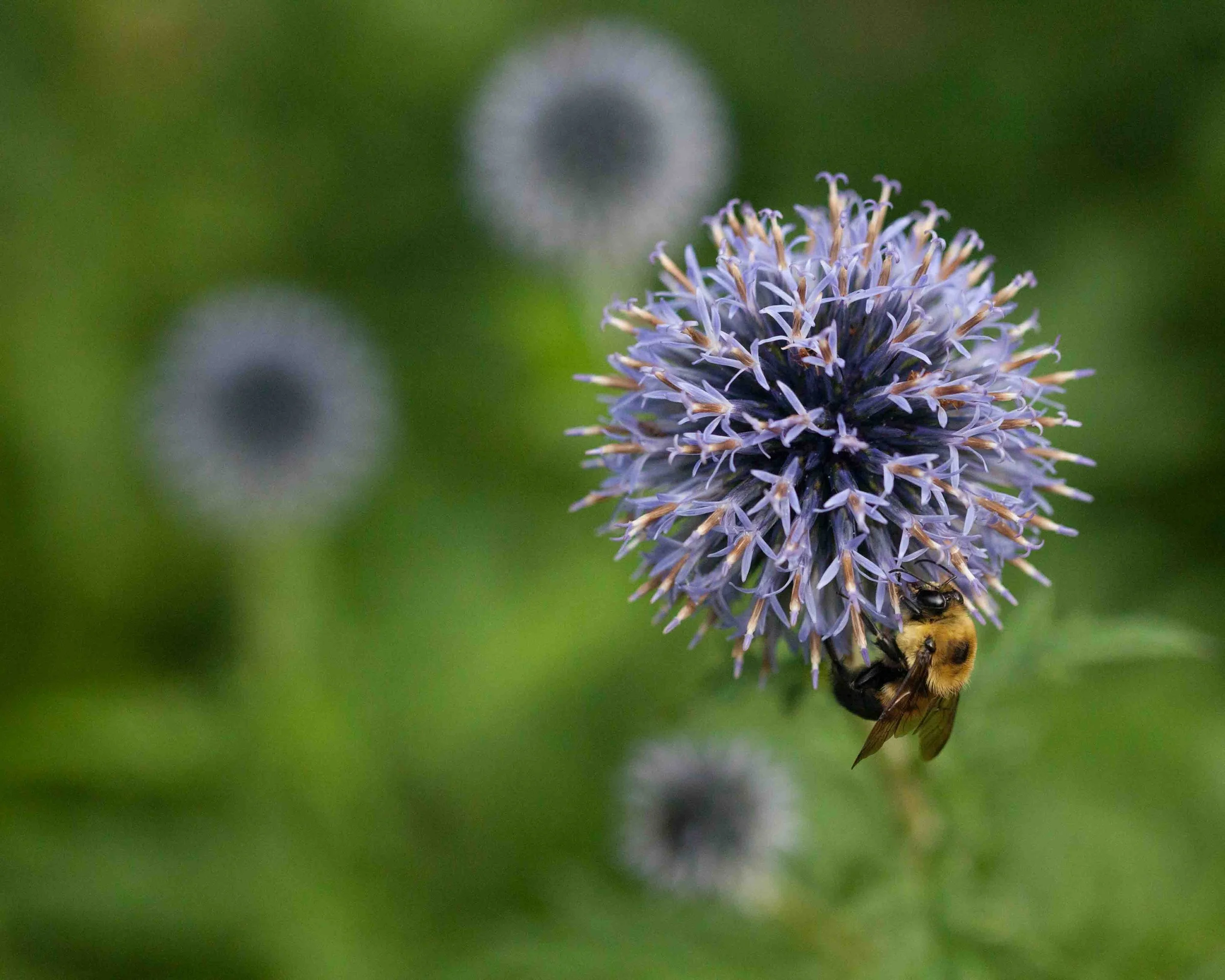 Bumble Bee Blue Globe Thistle Patrick_Williams5 - Patrick Williams.jpeg