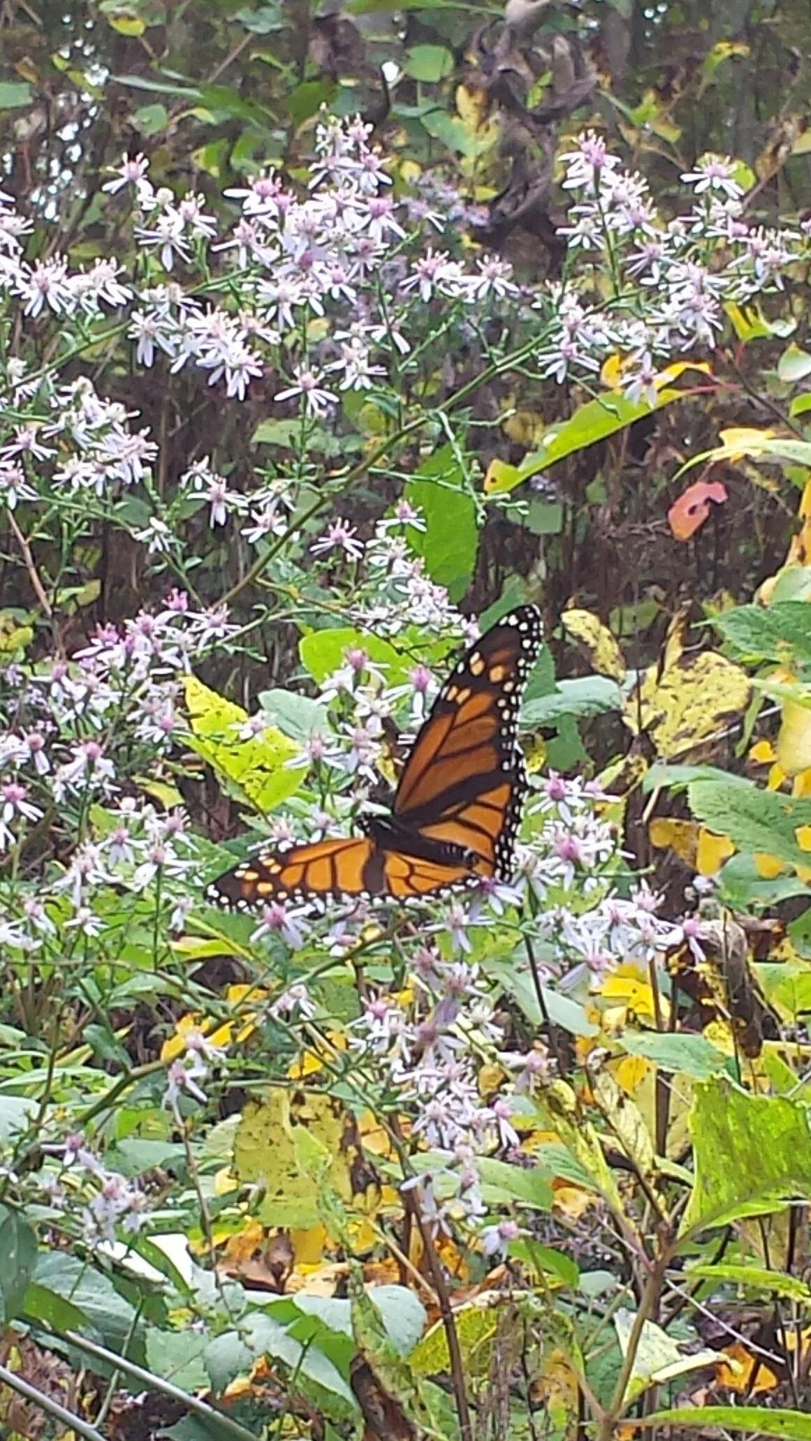 Monarch Peak Migration Viewing 1