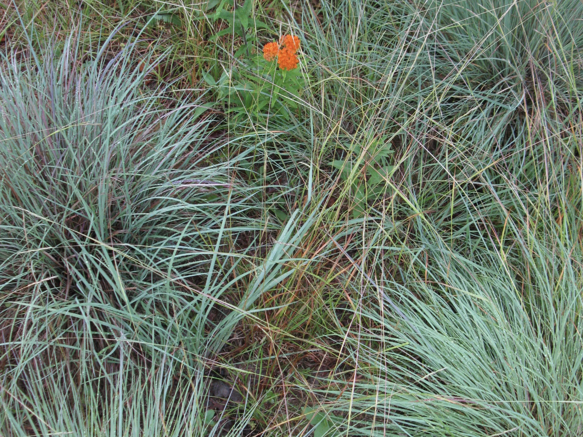Getting to Know Our Common Native Grasses