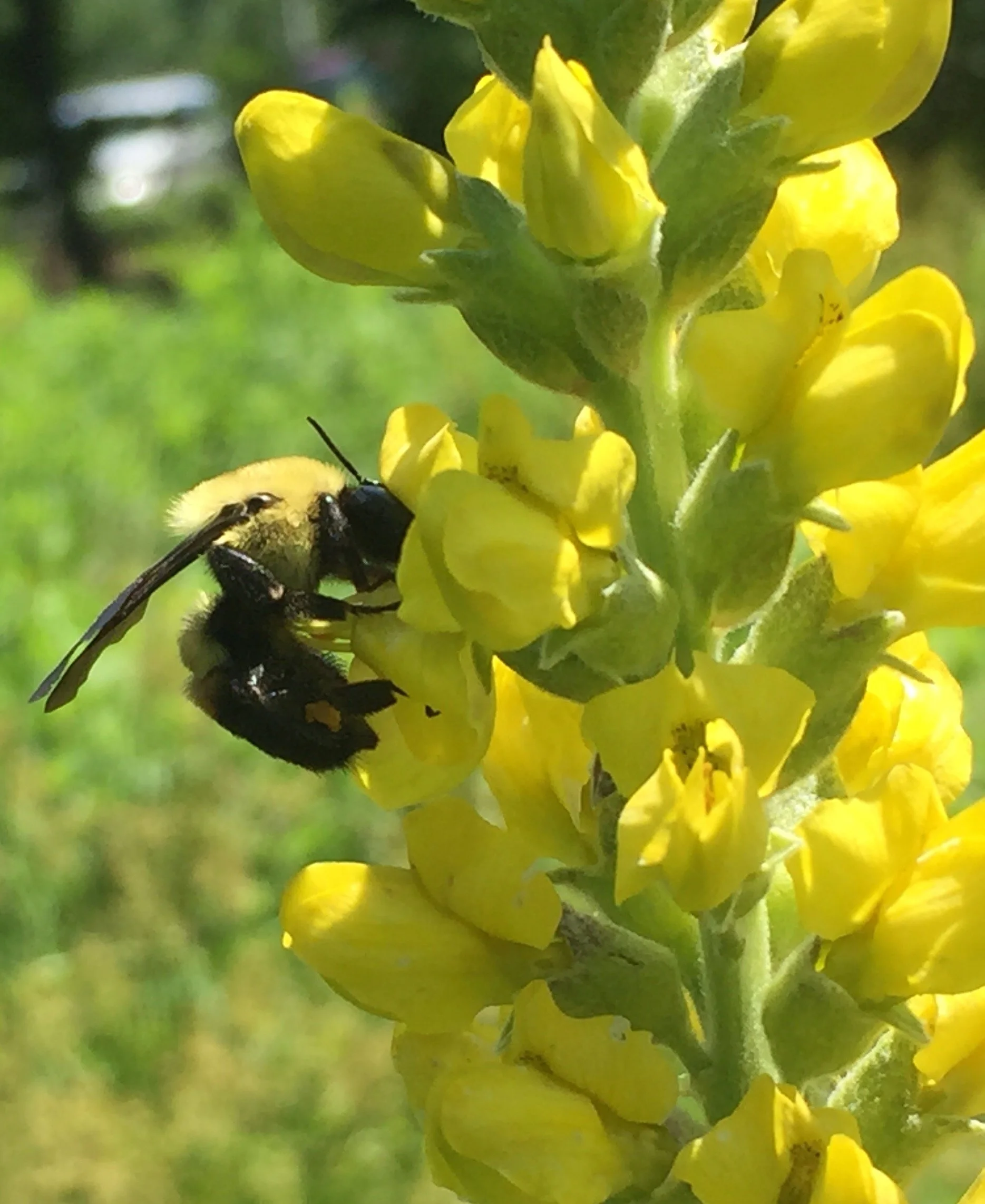 Pollinator Safari at Asheville Municipal Golf Course